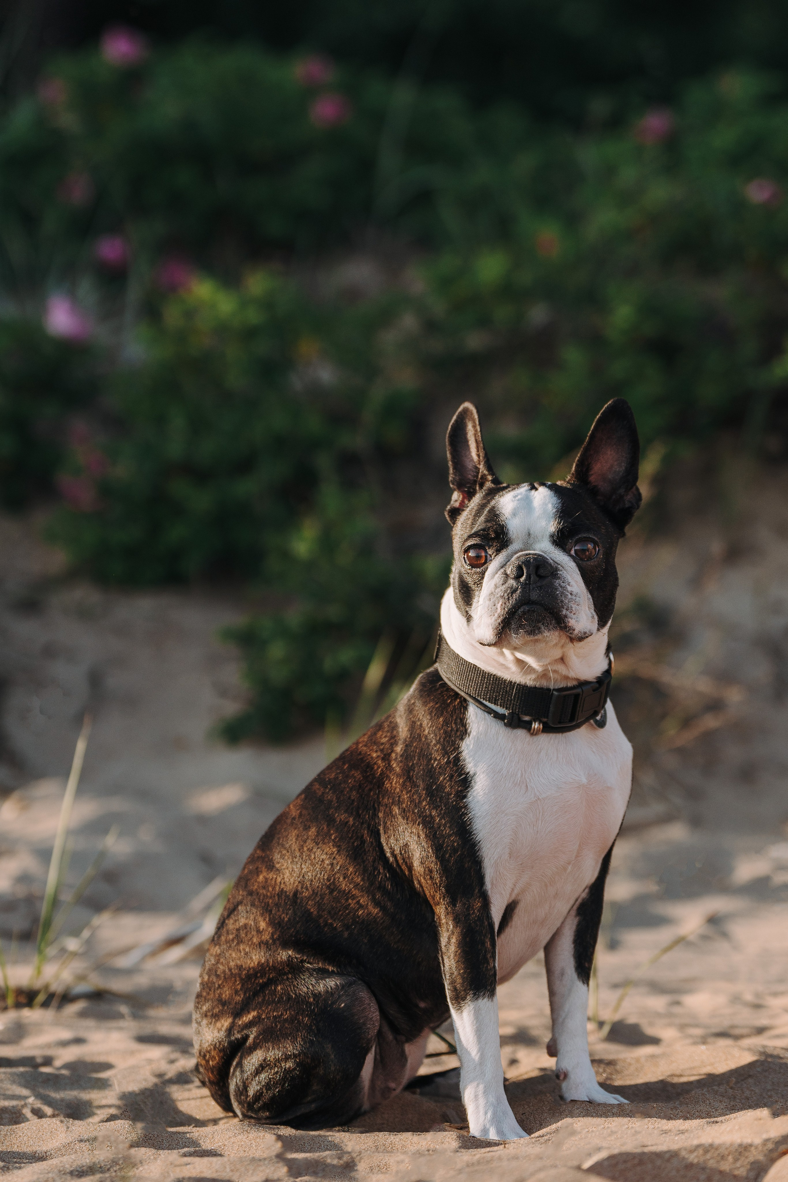 Анаита и Дора. Фотограф анималист в Спб недорого Олеся Майорова