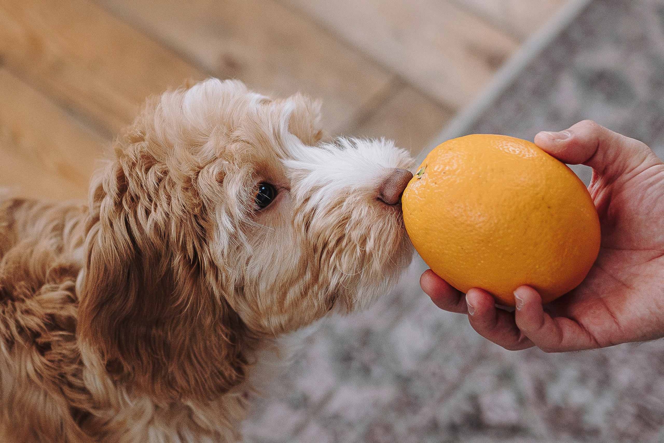 Мёрфи, Таня и Антон. Фотограф анималист в Спб недорого Олеся Майорова