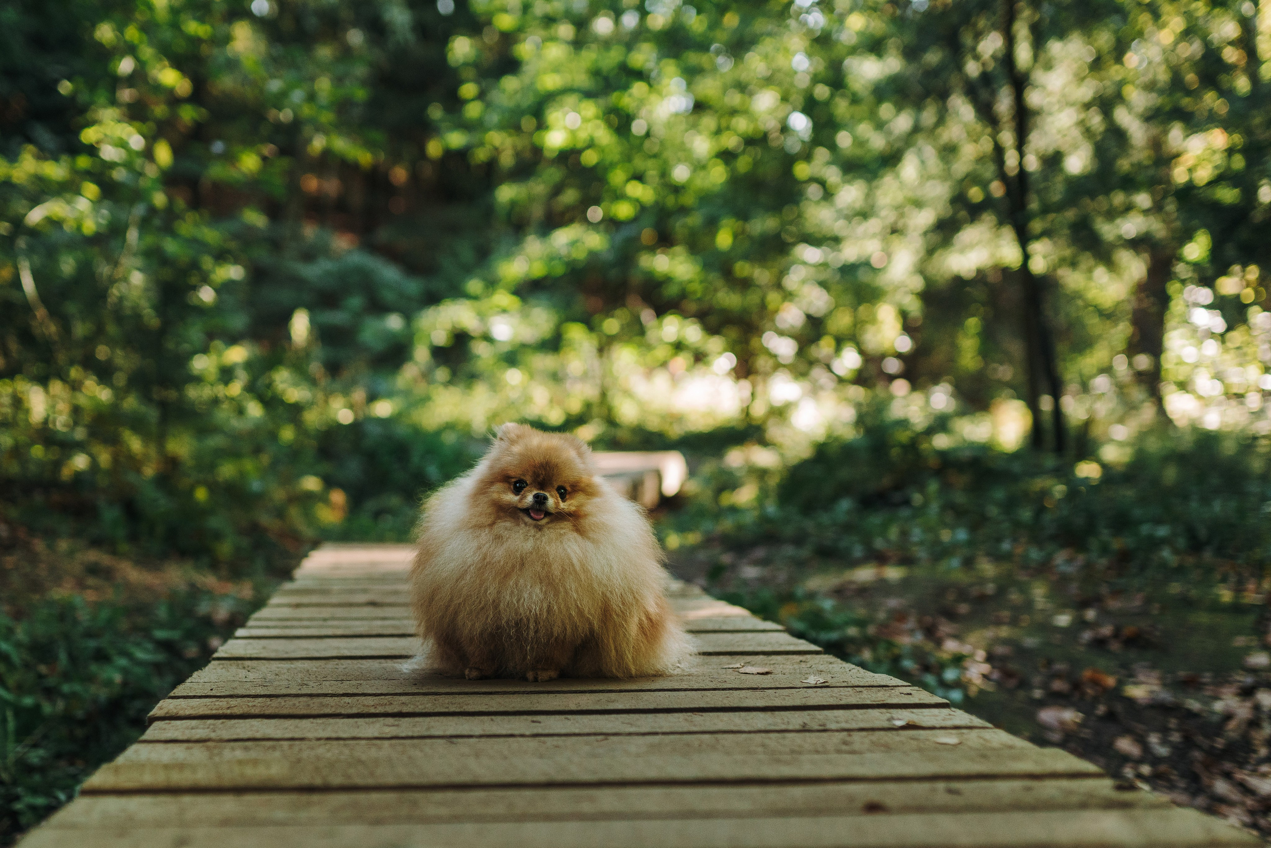 Наталья и Софа. Фотограф анималист в Спб недорого Олеся Майорова