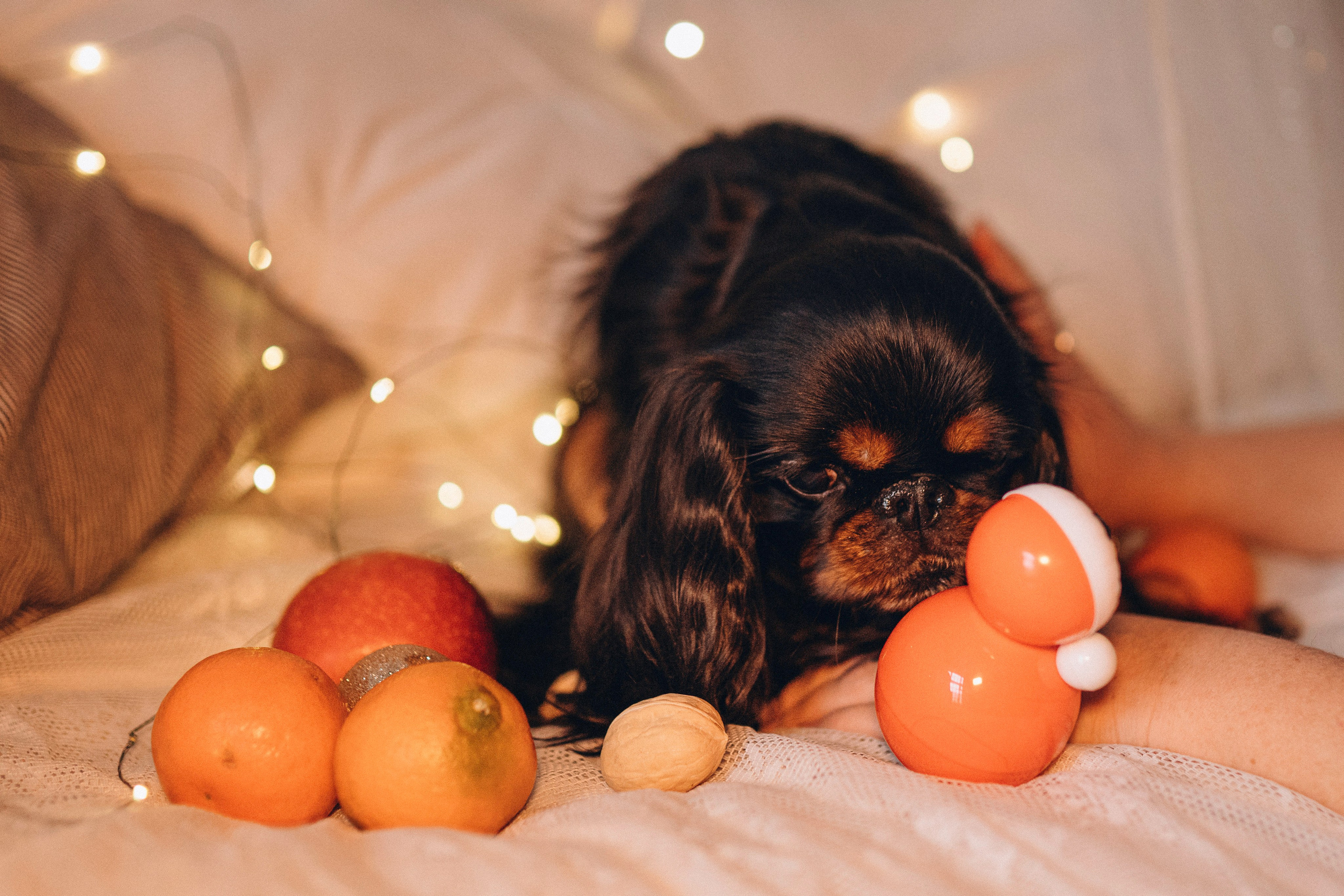 Ариша и её семья. Фотограф анималист в Спб недорого Олеся Майорова