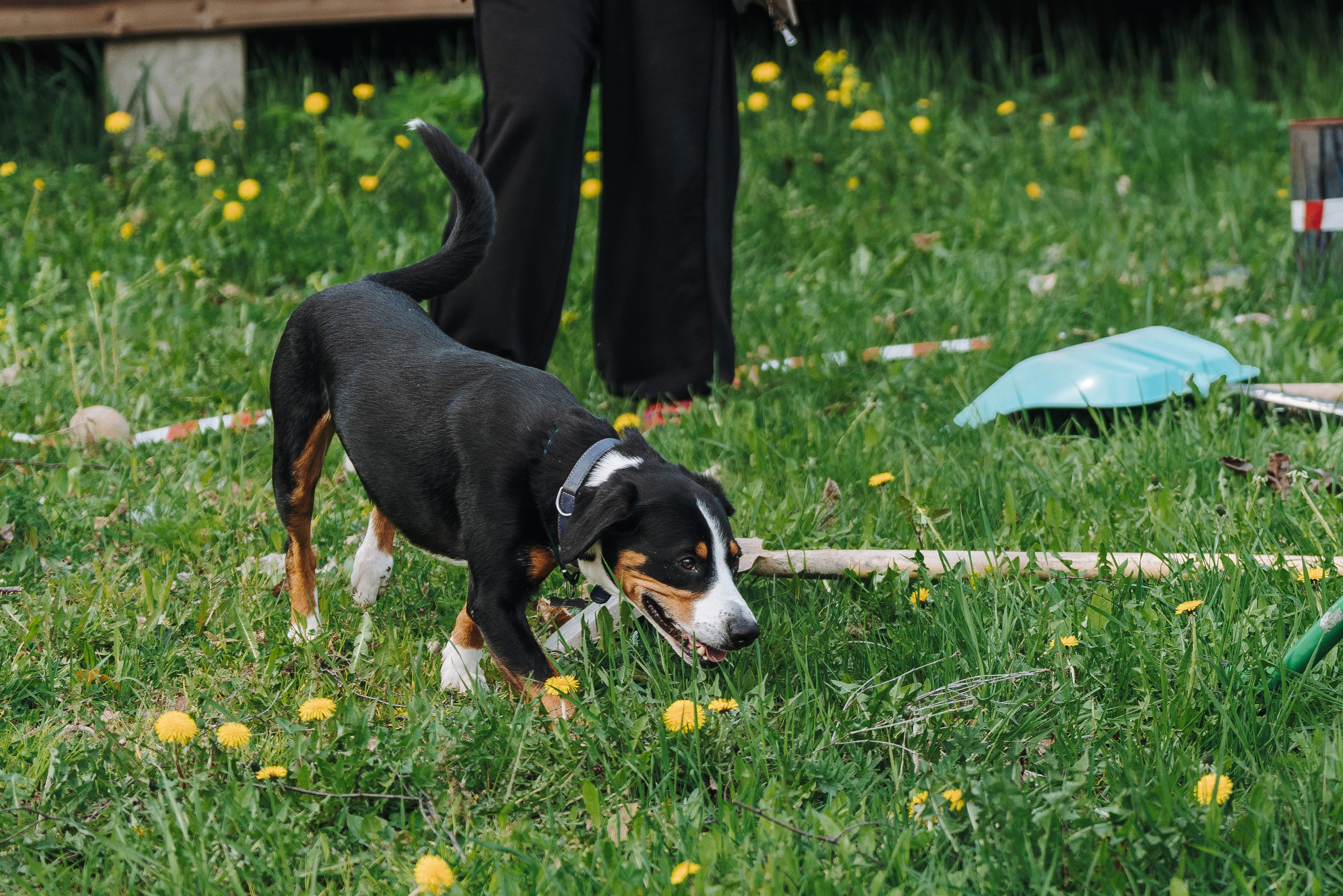 Соревнования по ноузворку в Лосево. Фотограф анималист в Спб недорого Олеся Майорова