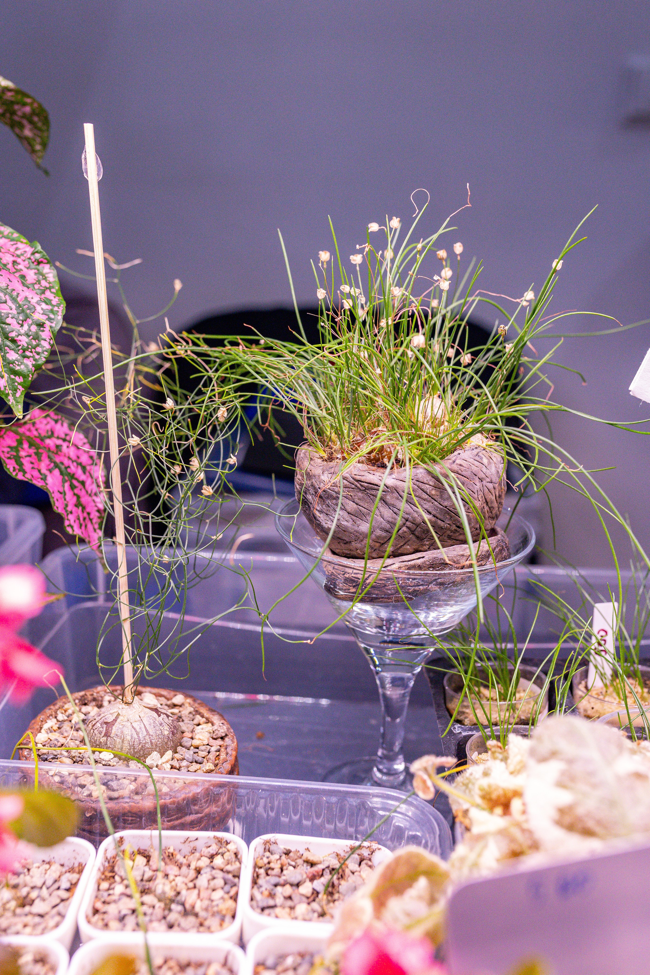 Монстериум 11–12 октября. Александра Куликова фотограф, Москва