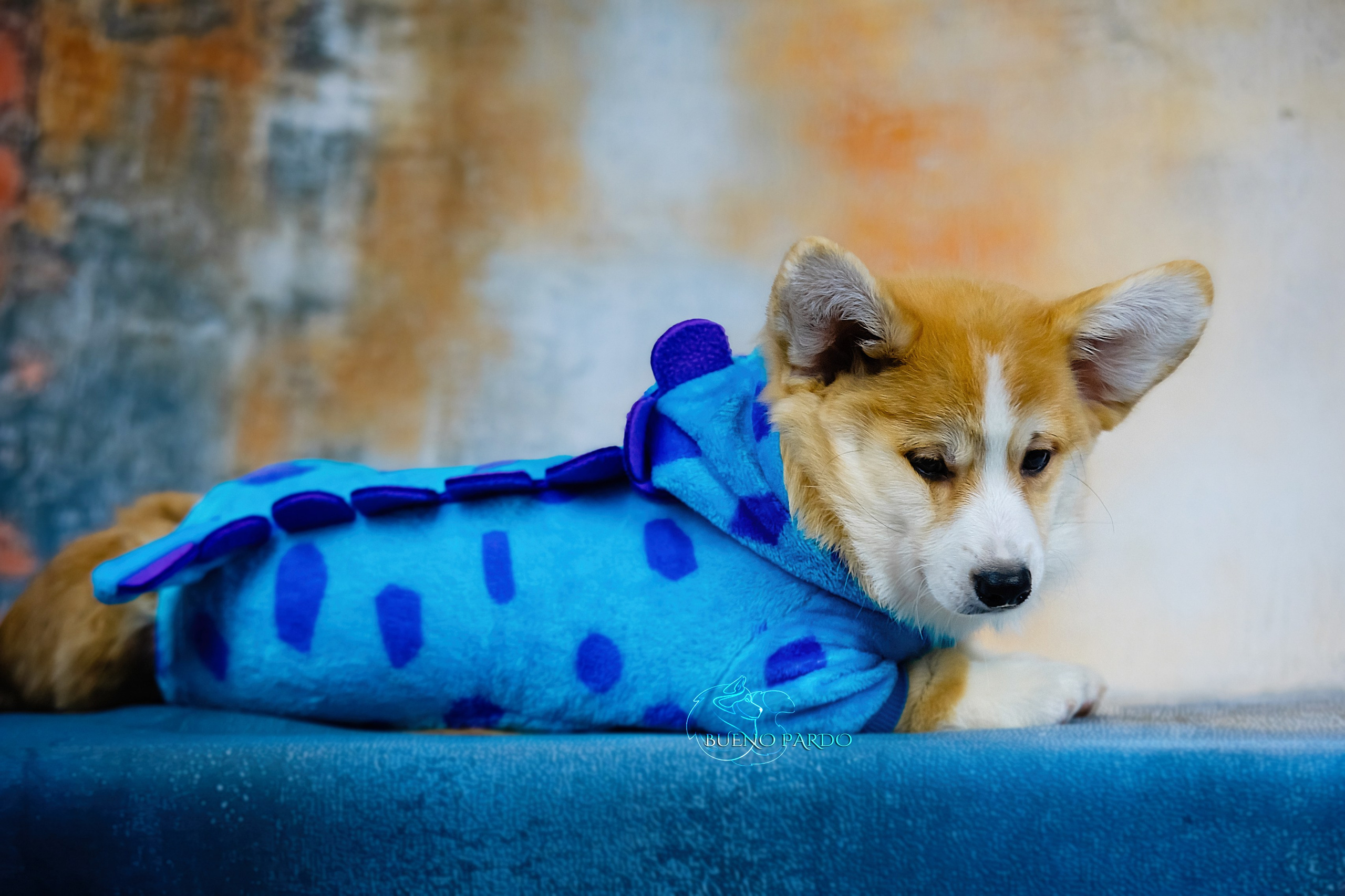 А — Кола и Цесей. Kawaii Kuma питомник собак пород Корги пемброк, Акита ину, Сиба