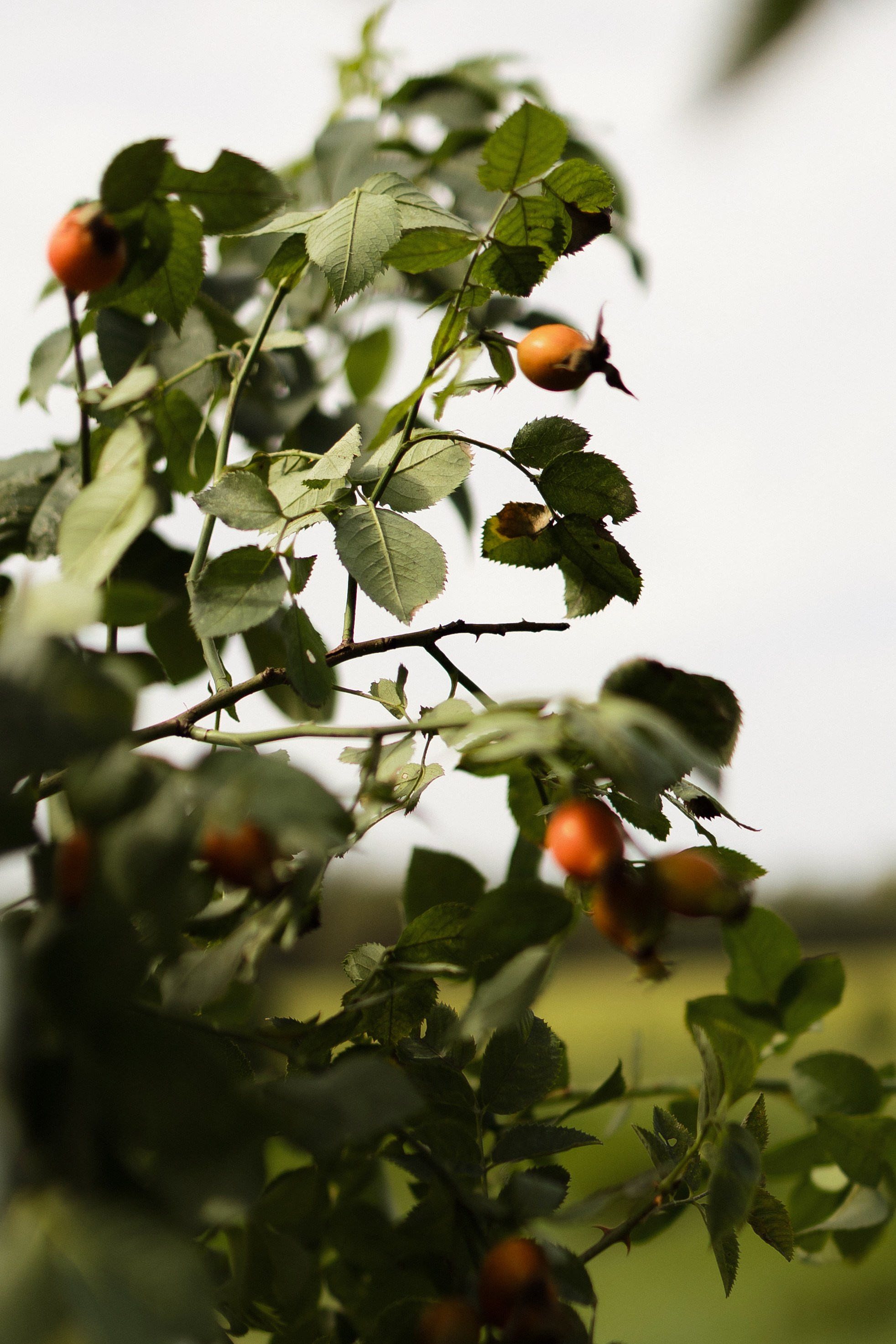 S&E. Свадебный фотограф Лиза Макатович Беларусь Минск