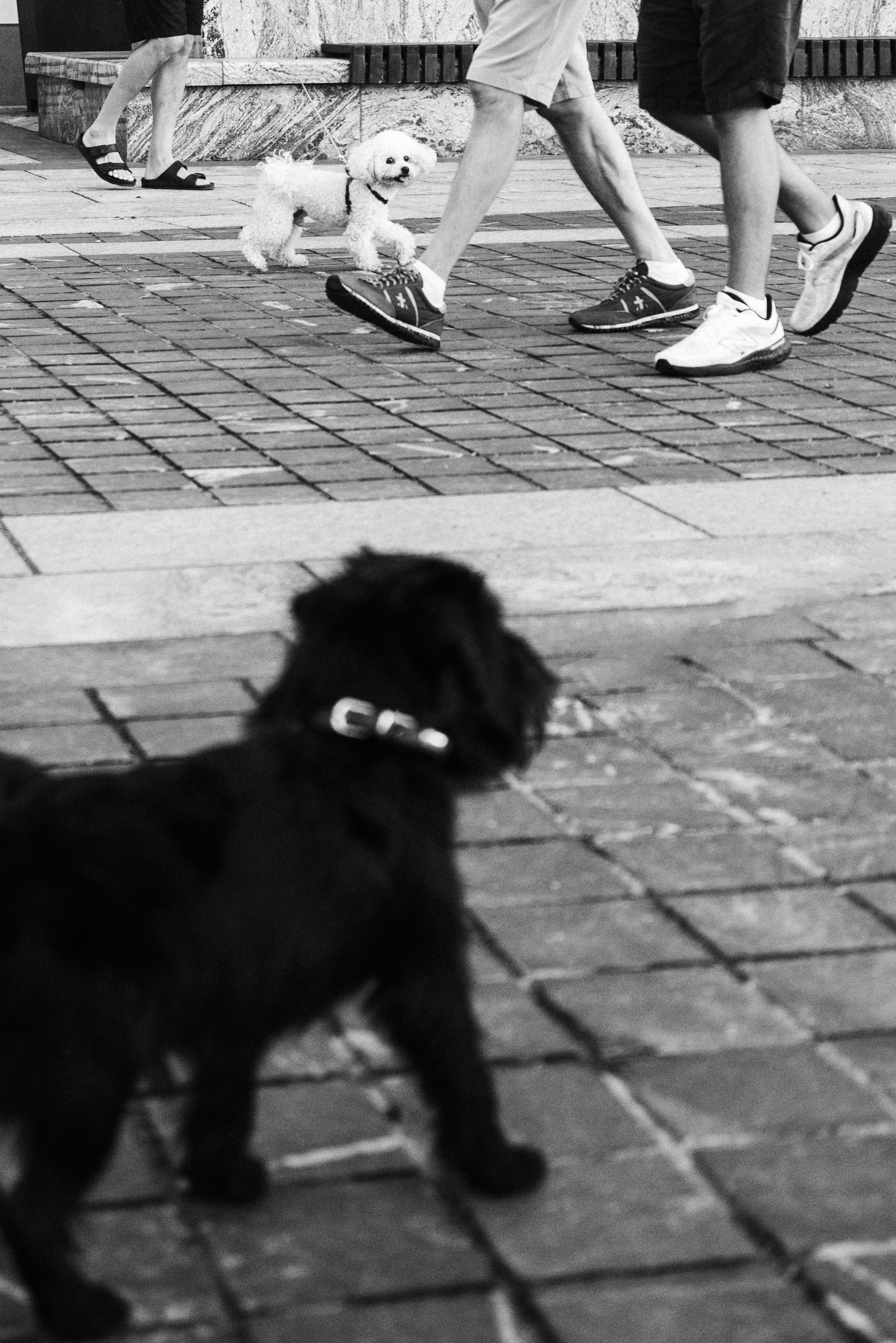 Ася и Кузя. Фотограф анималист Осипчикова Мария