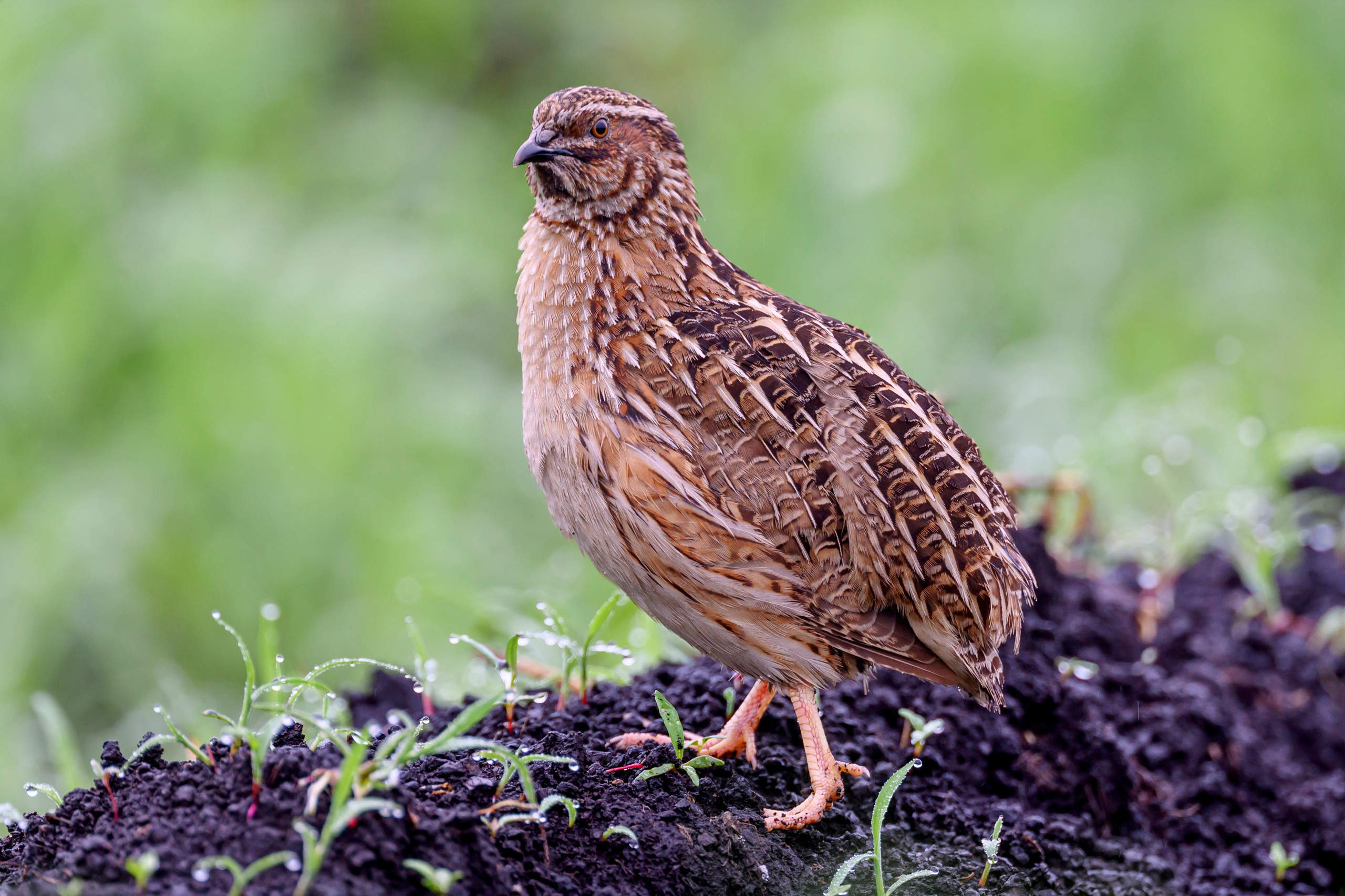 Перепела VII. Фотограф Сергей Пупонин