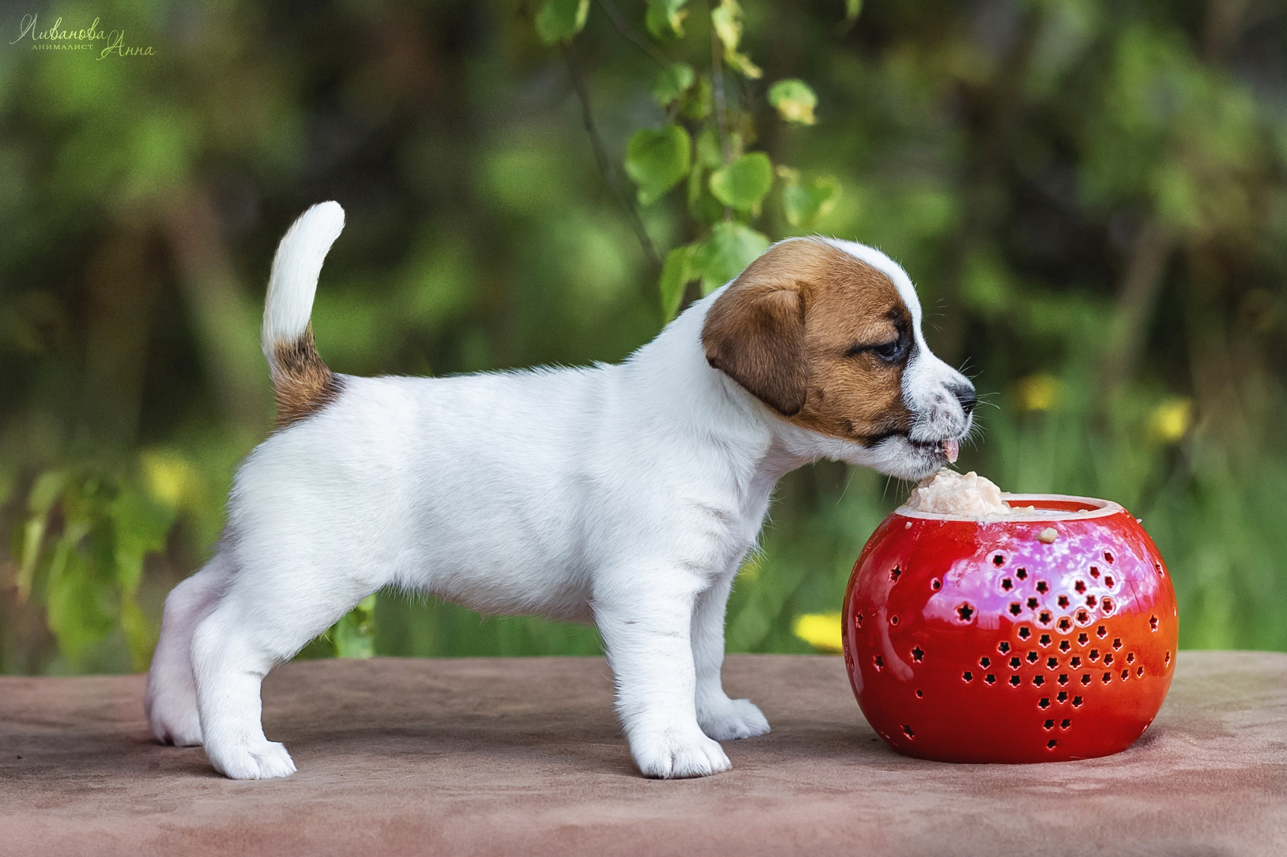 Джеки. Фотограф анималист Аня Ливанова | Рыбинск