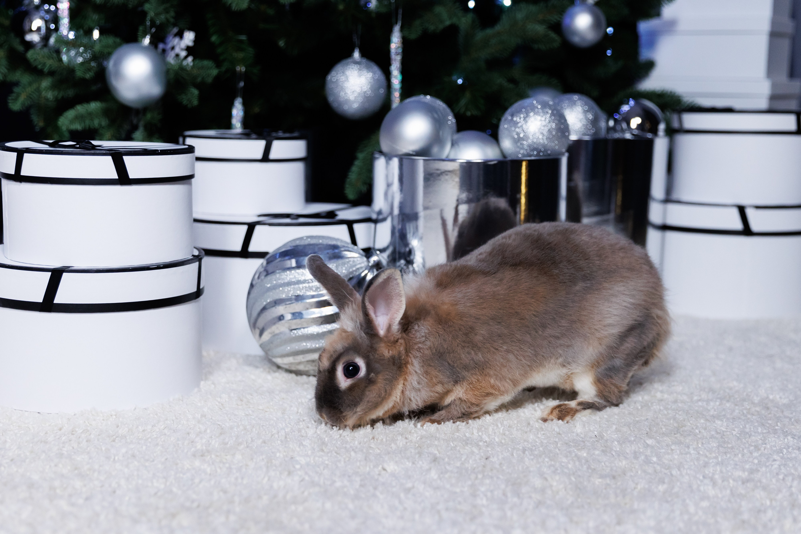 РОЖДЕСТВО. Фотограф семейных, детских, репортажных съёмок г. Уссурийск-Владивосток