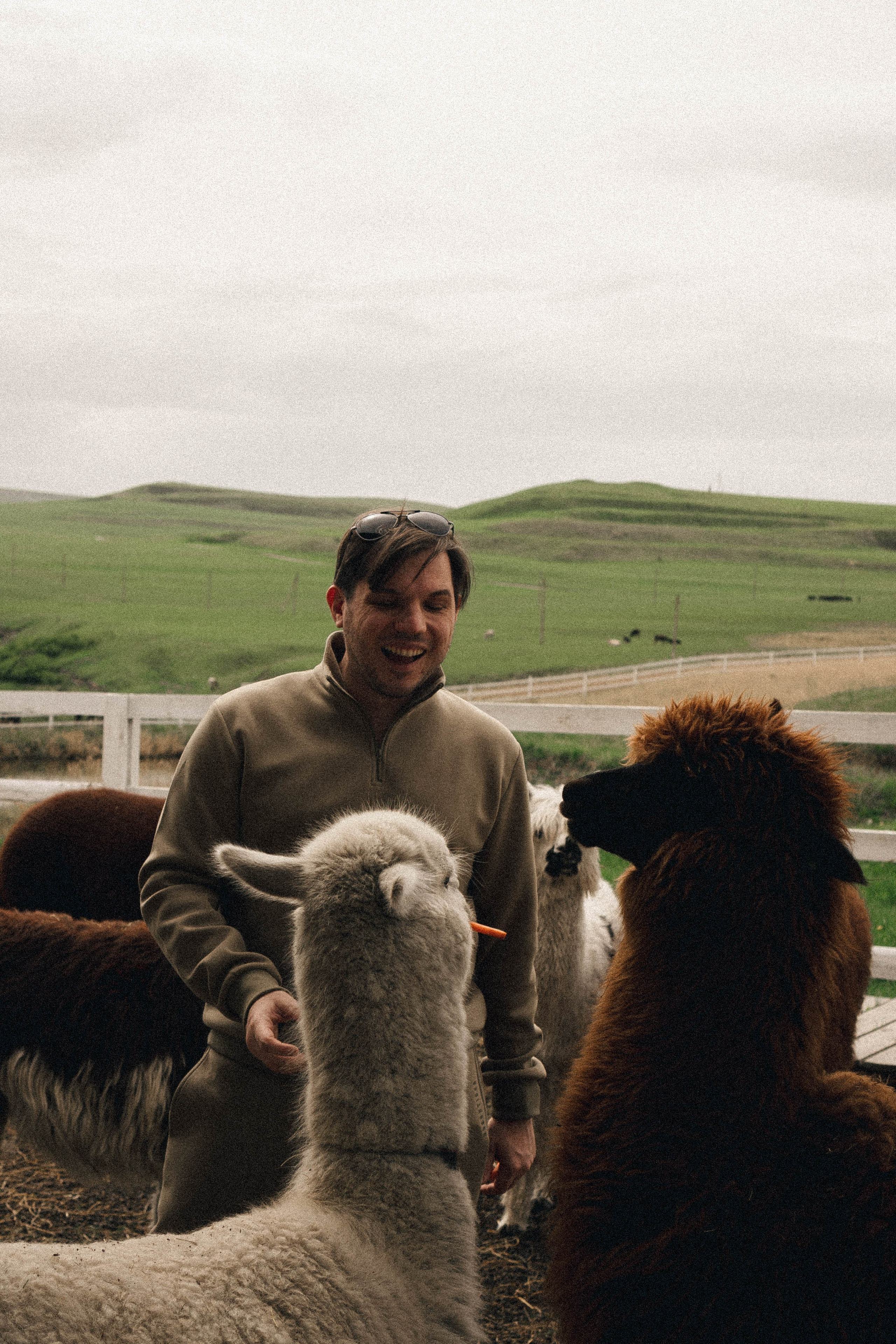 Ферма Альпак. Профессиональный фотограф, Санкт-Петербург — Виктория Богомолова
