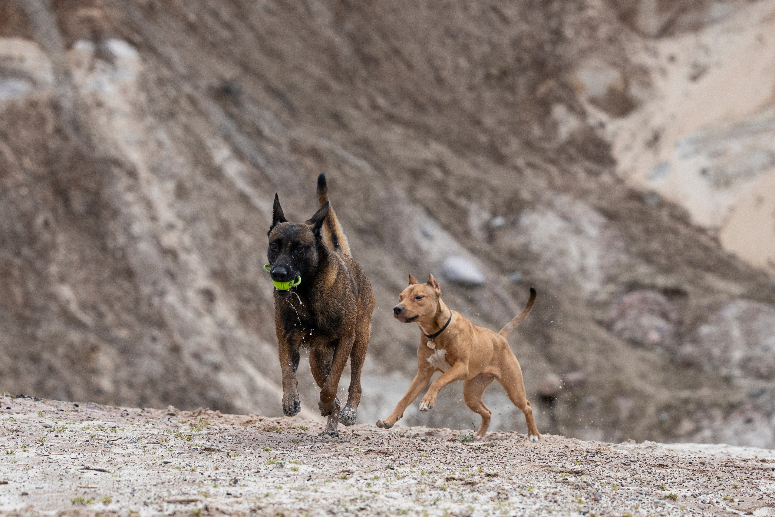 Лужские Мальдивы. Фотограф-анималист Анна Маринич