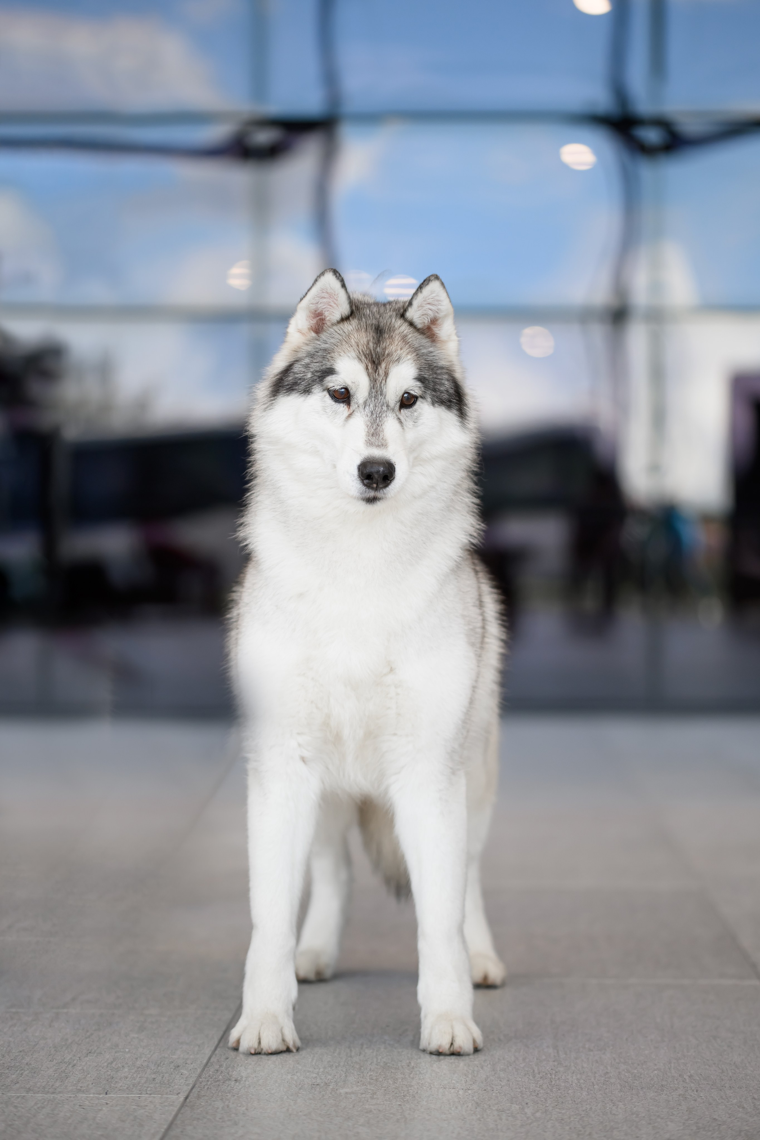 Собаки. FASHION ФОТОГРАФ КАЗАНЬ