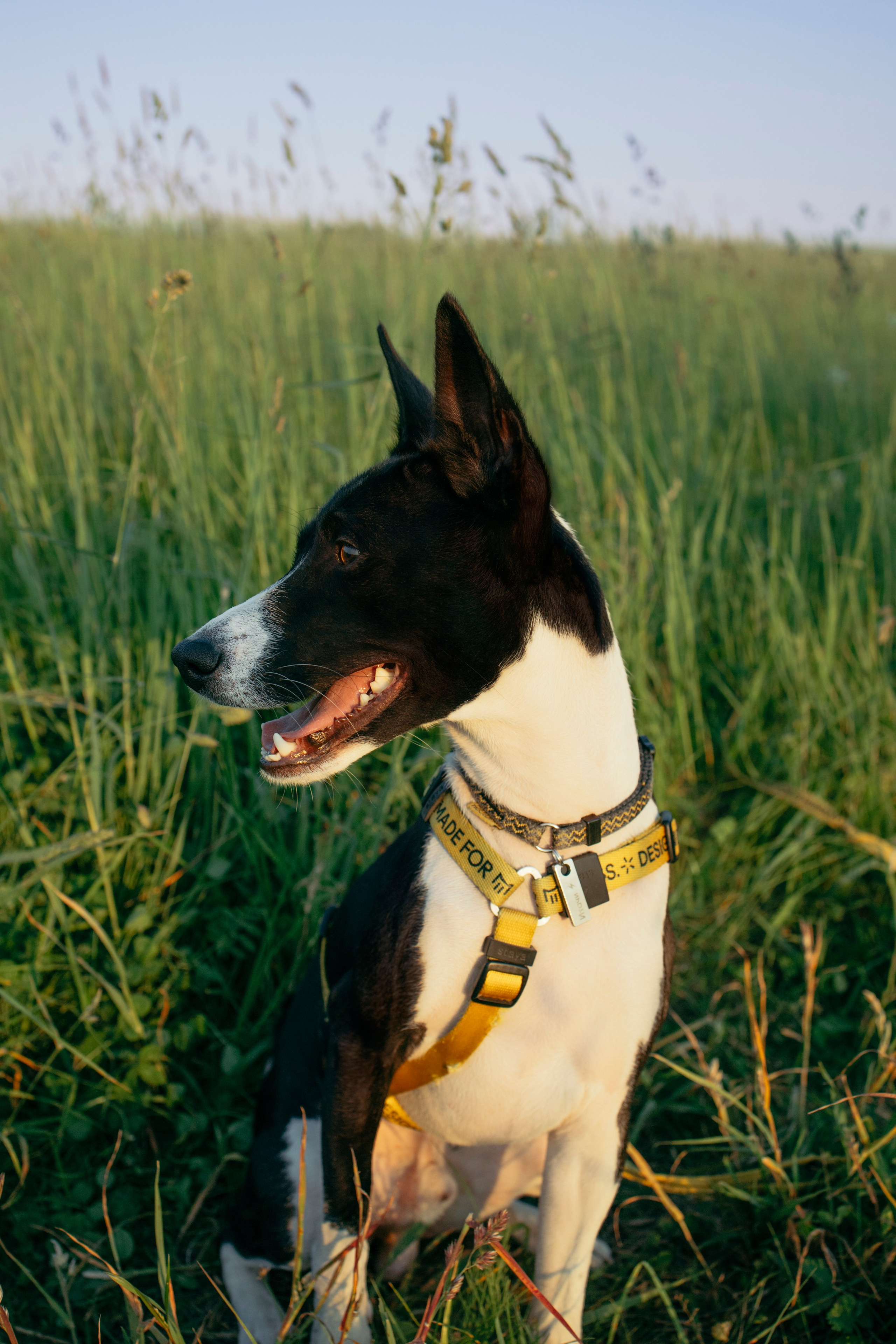 Итачи и его семья 🐾. Фотограф-анималист в Санкт-Петеребурге Титова Алиса