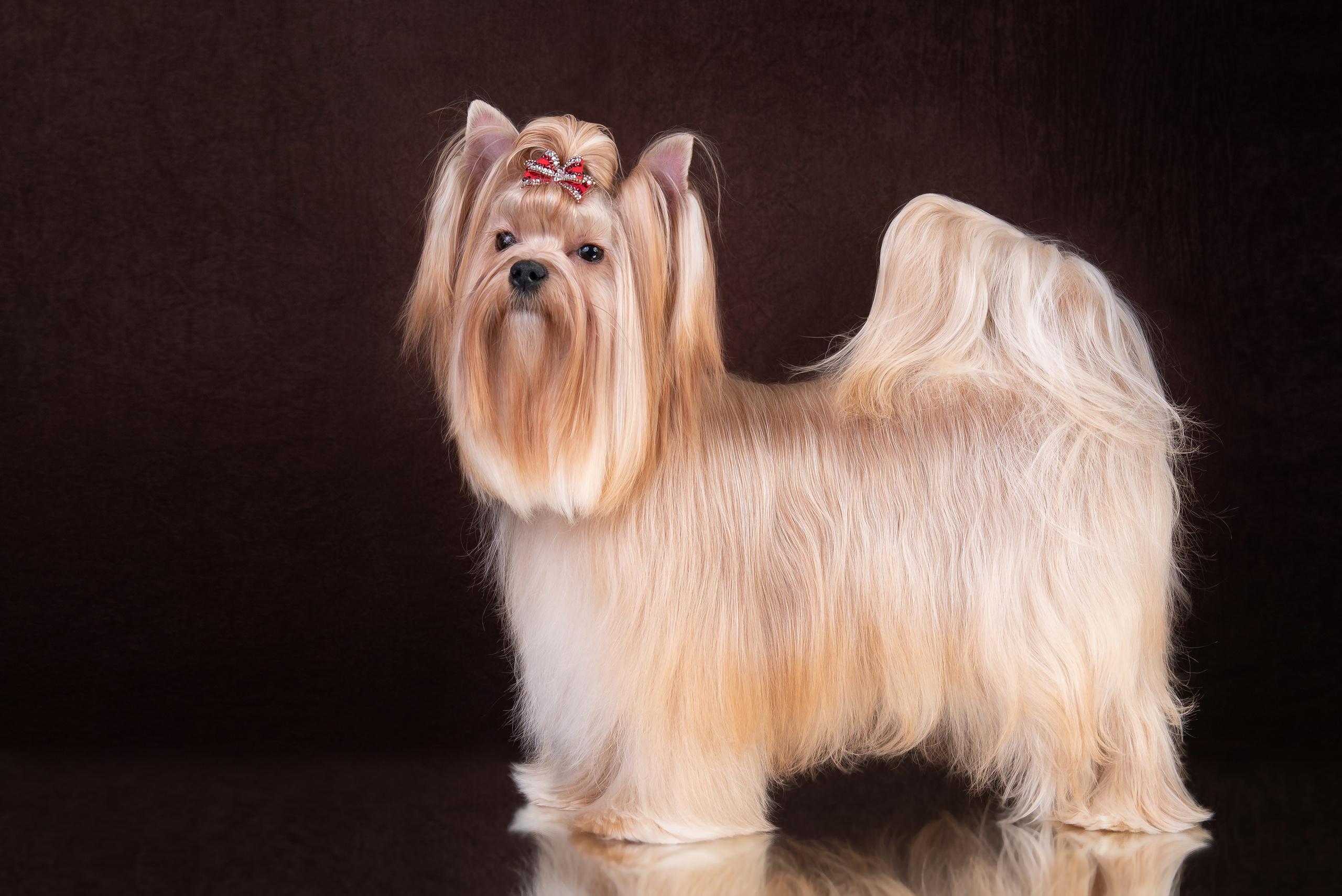 Щенки в домашней студии. Фотограф анималист в Казани Алина Сулейманова. Фотограф животных