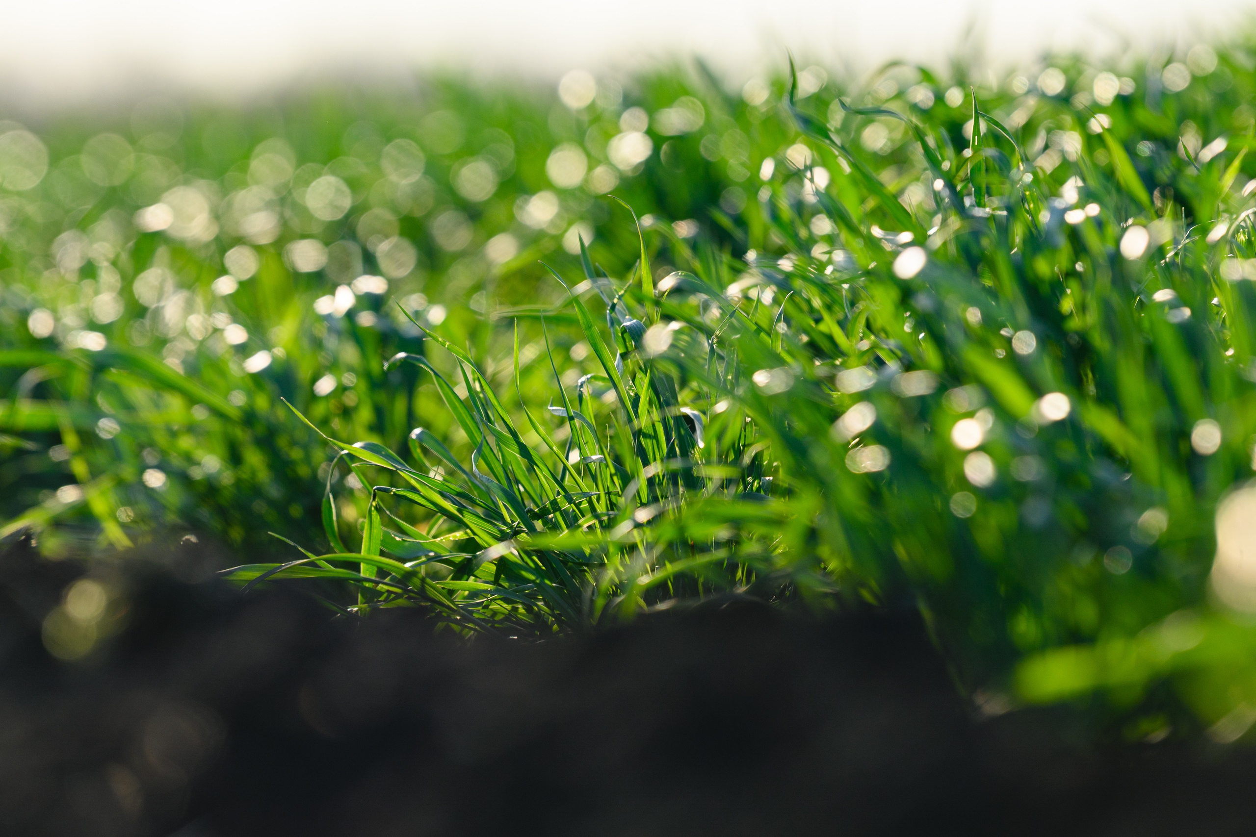 Проекты. Профессиональный фотограф Вячеслав Плацында | Липецк |
