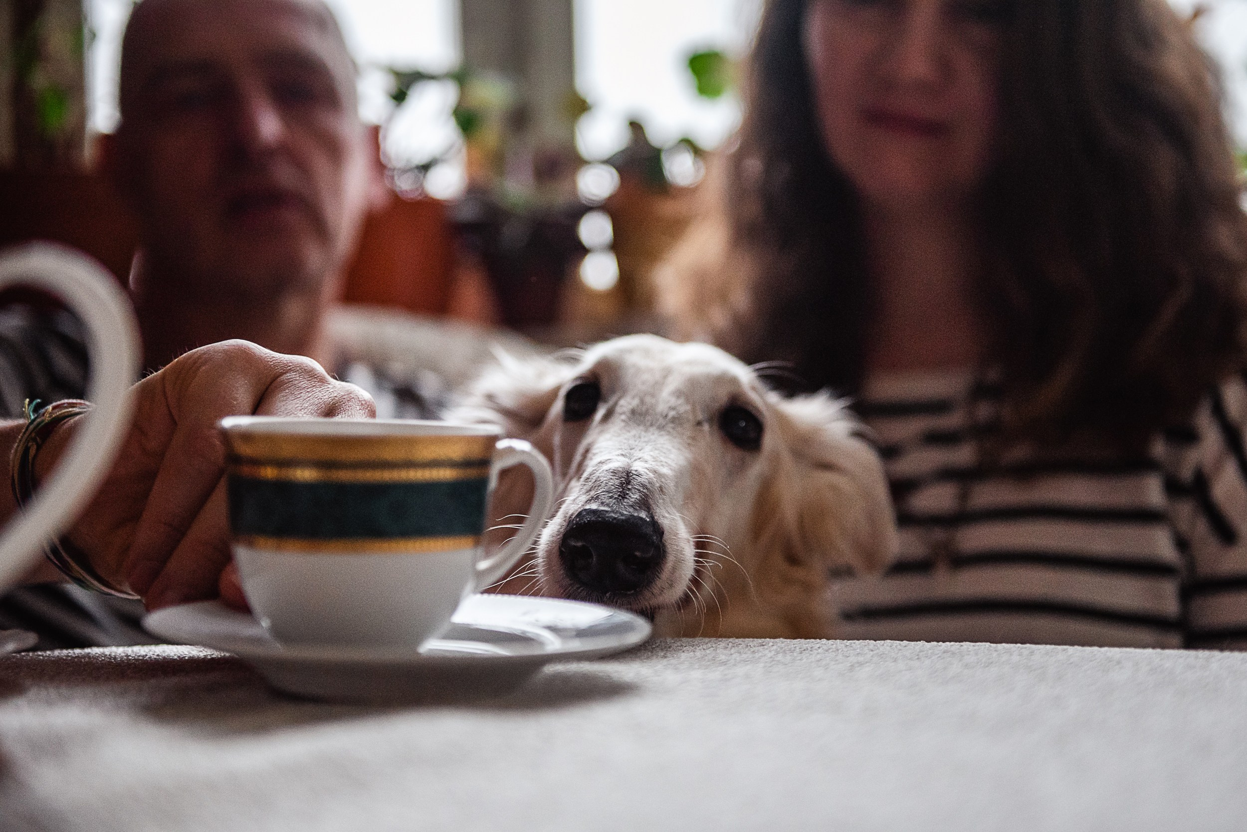 Квартира с картинами. Алиса, Андрей и их пушистая семья. Семейный Фотограф в Москве Ирина Хохлова