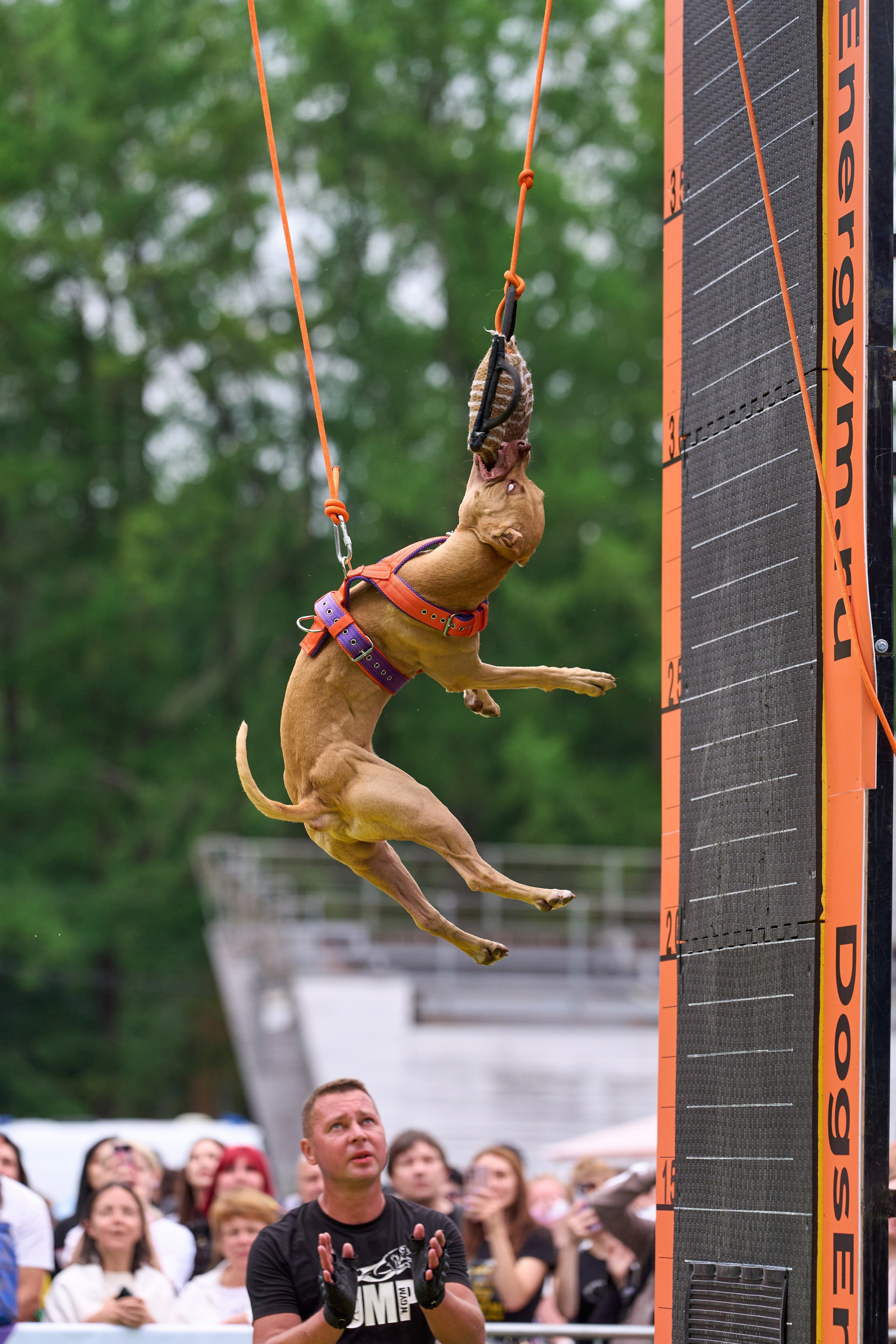 4 лапы Фест. Многоборье. Фотограф-анималист Михаил Манухин