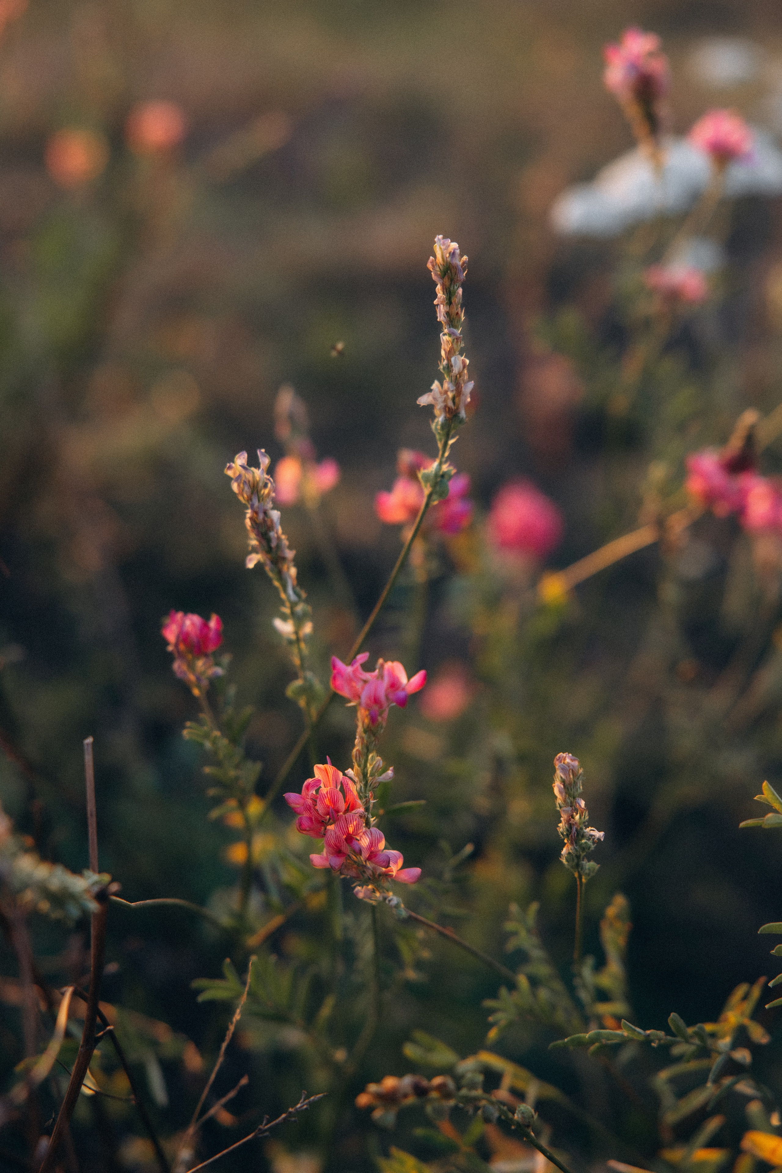Анастасия и Алексей. Алена Бадамшина — свадебный фотограф Воронеж / Москва