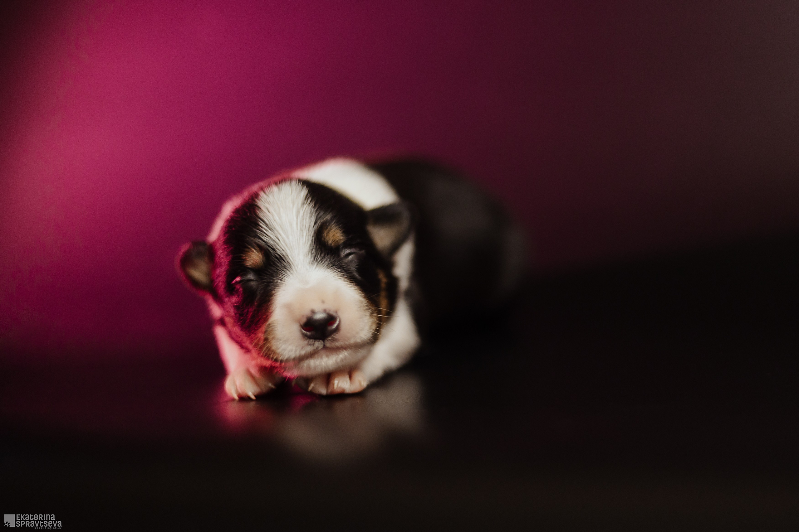 Щенки бордер колли от Ап х Ра. Фотограф Анималист Екатерина Справцева в Нижнем Новгороде