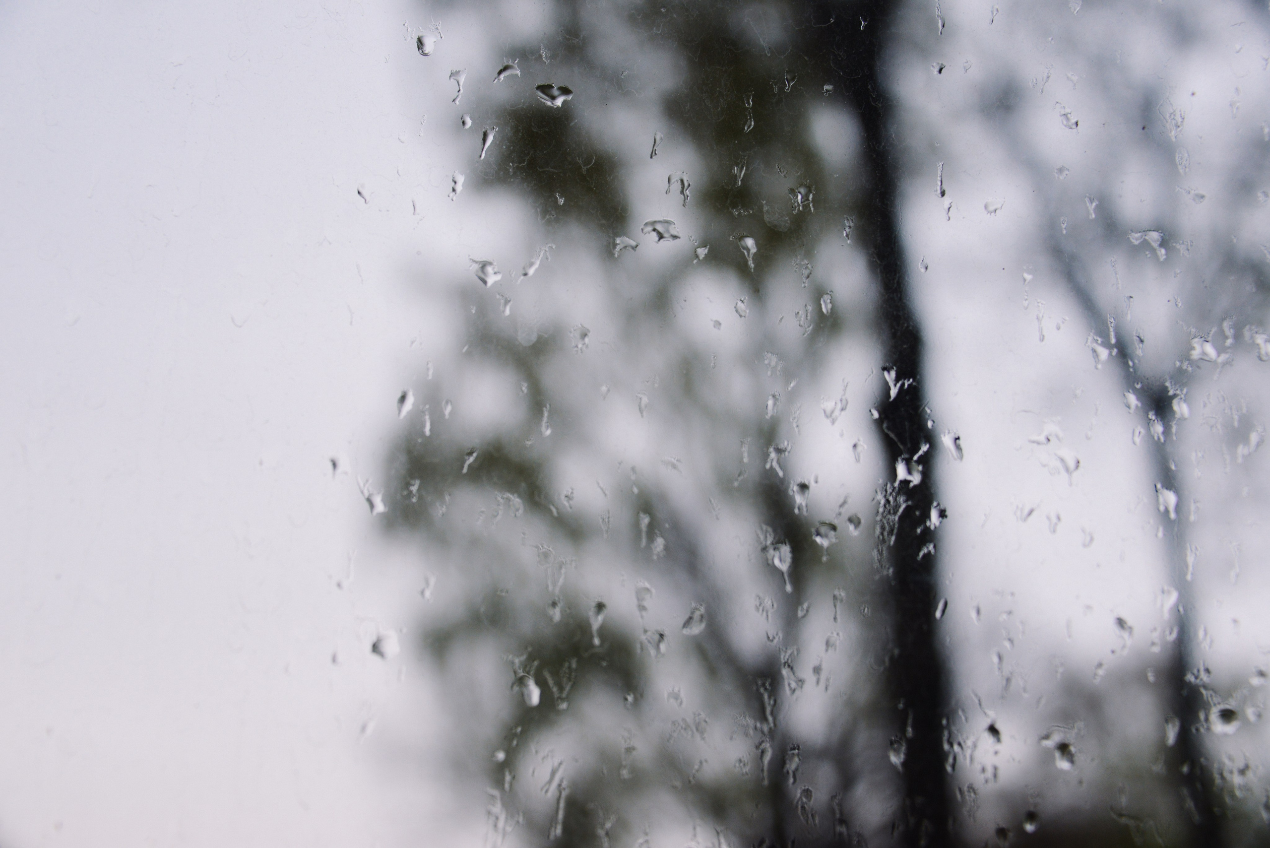 Силуэты деревьев за окном, капли дождя на стекле, пасмурная дождливая погода, абстрактный фон.