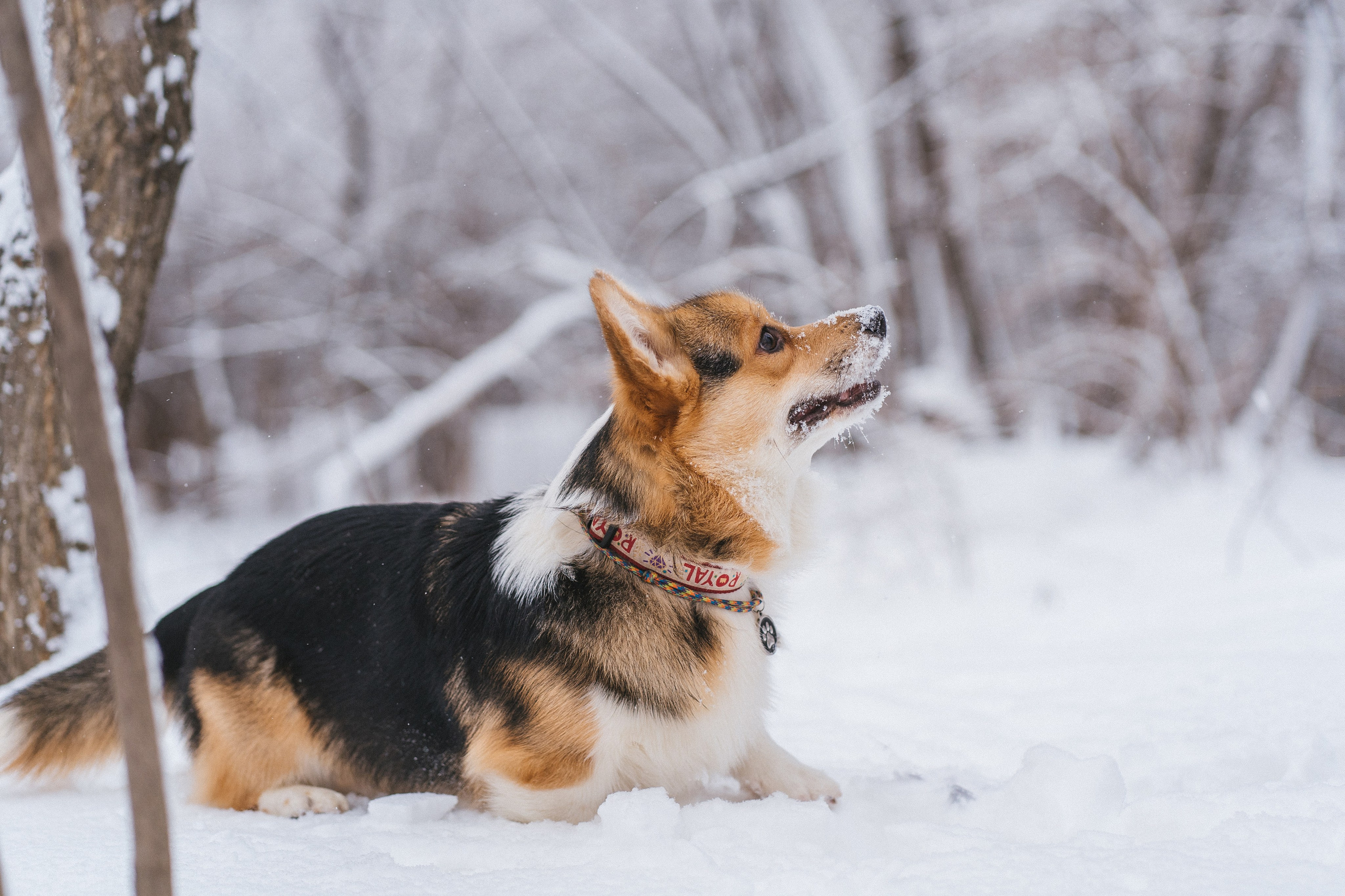 Каспер и Полина. Свадебный фотограф в Москве Анна Полушина