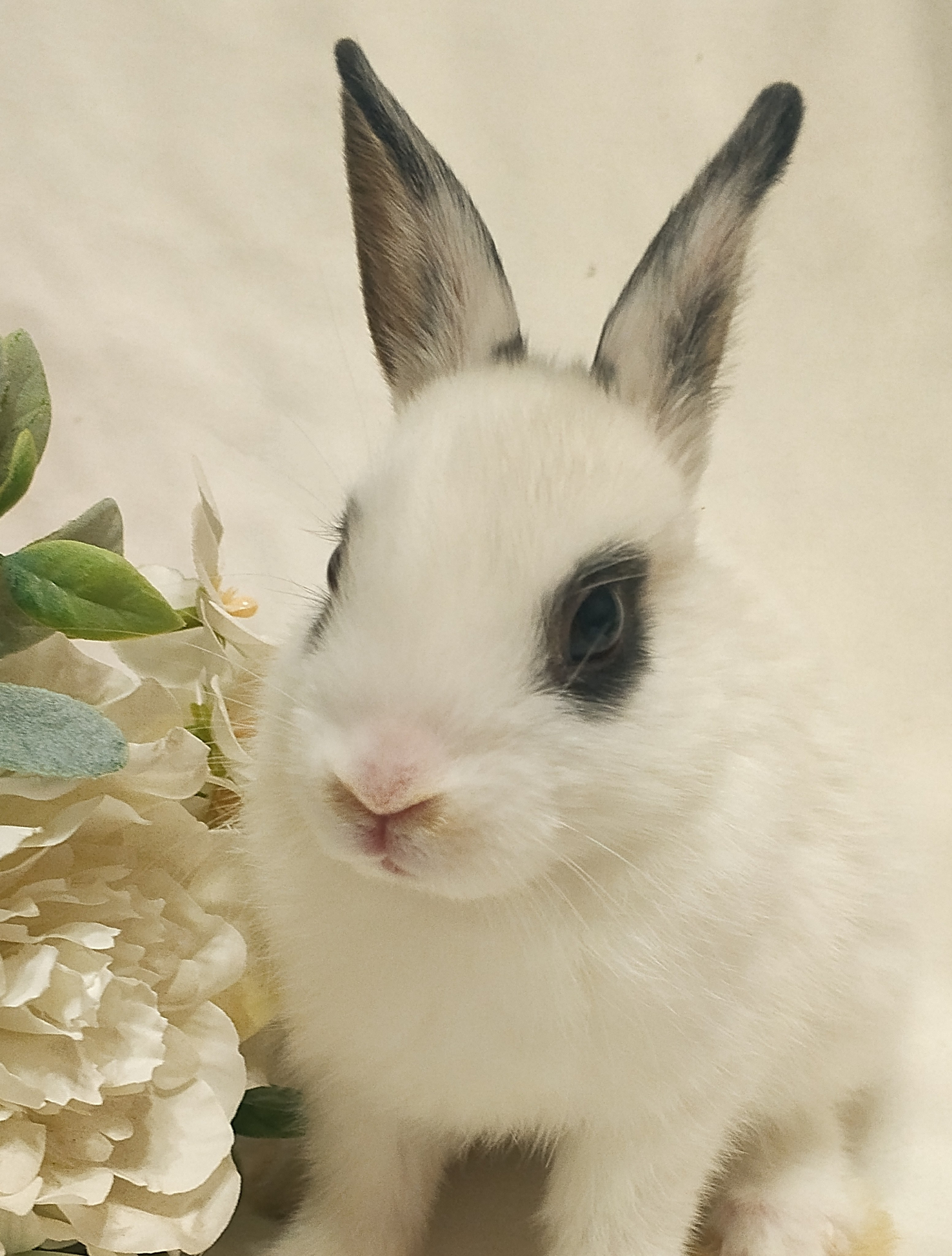 Съемка для Всероссийского журнала @momshistory с милыми пушистыми кроликами. Самоед Новосибирск