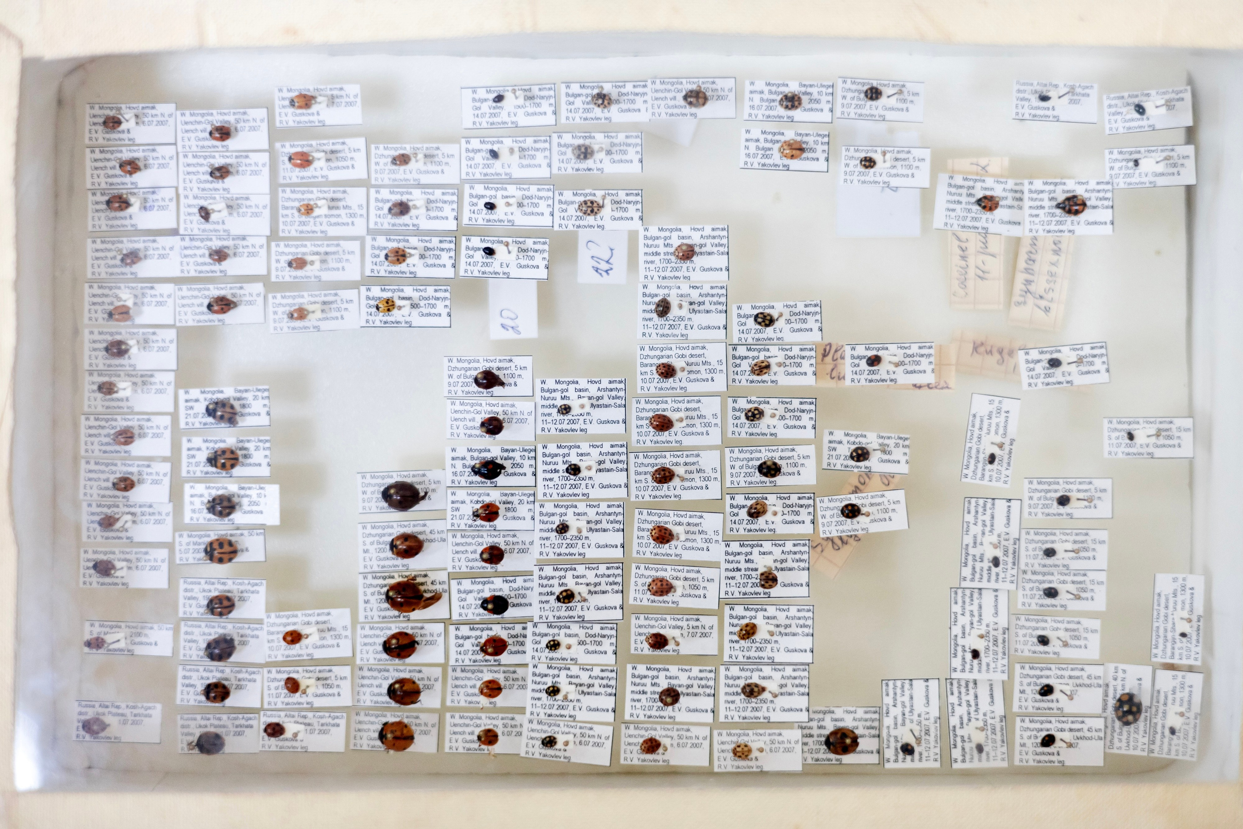 Зоя Ивановна Тюмасева. Профессор, преподаватель русского языка и литературы, энтомолог. Репортажный фотограф Наталья Лапцевич