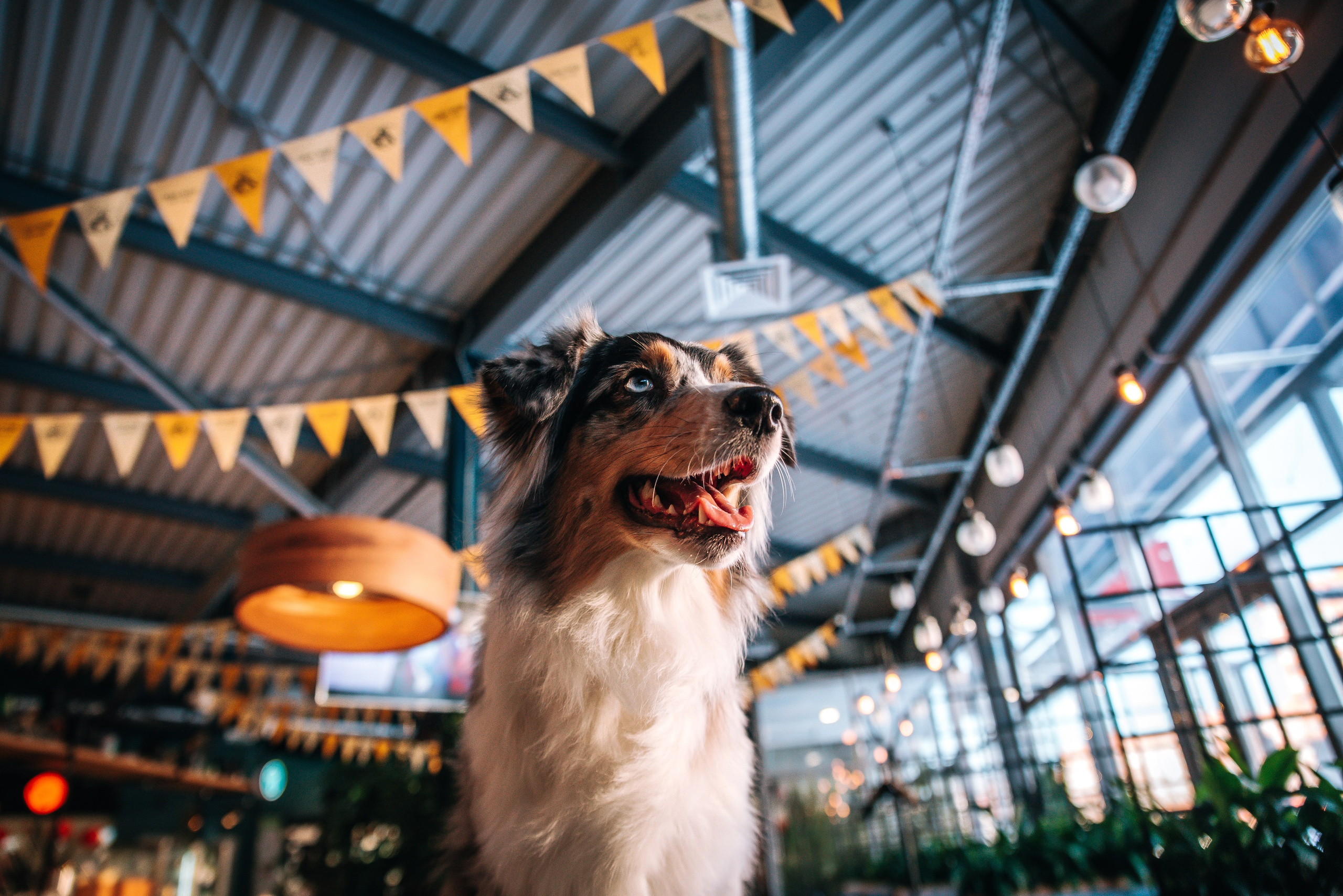 Лиза и Харли в кафе. Главная