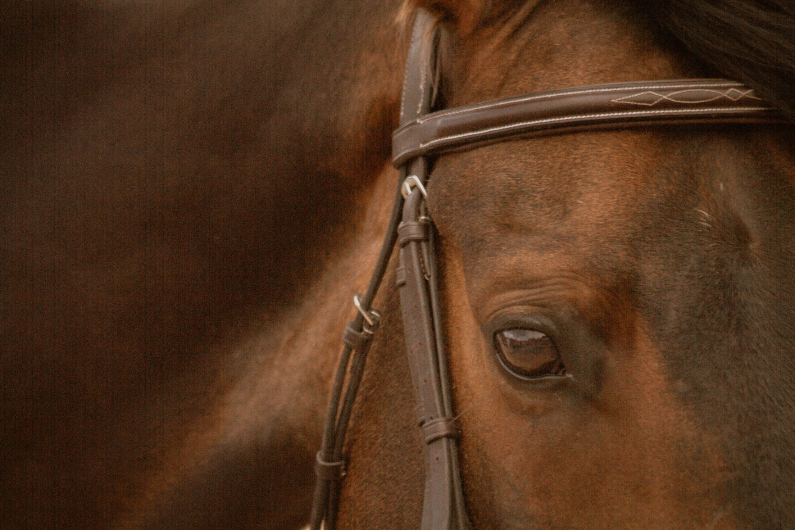 ИППОСФЕРА — Международная конная выставка. Создадим шедевр? Виталина и её фотоискусство