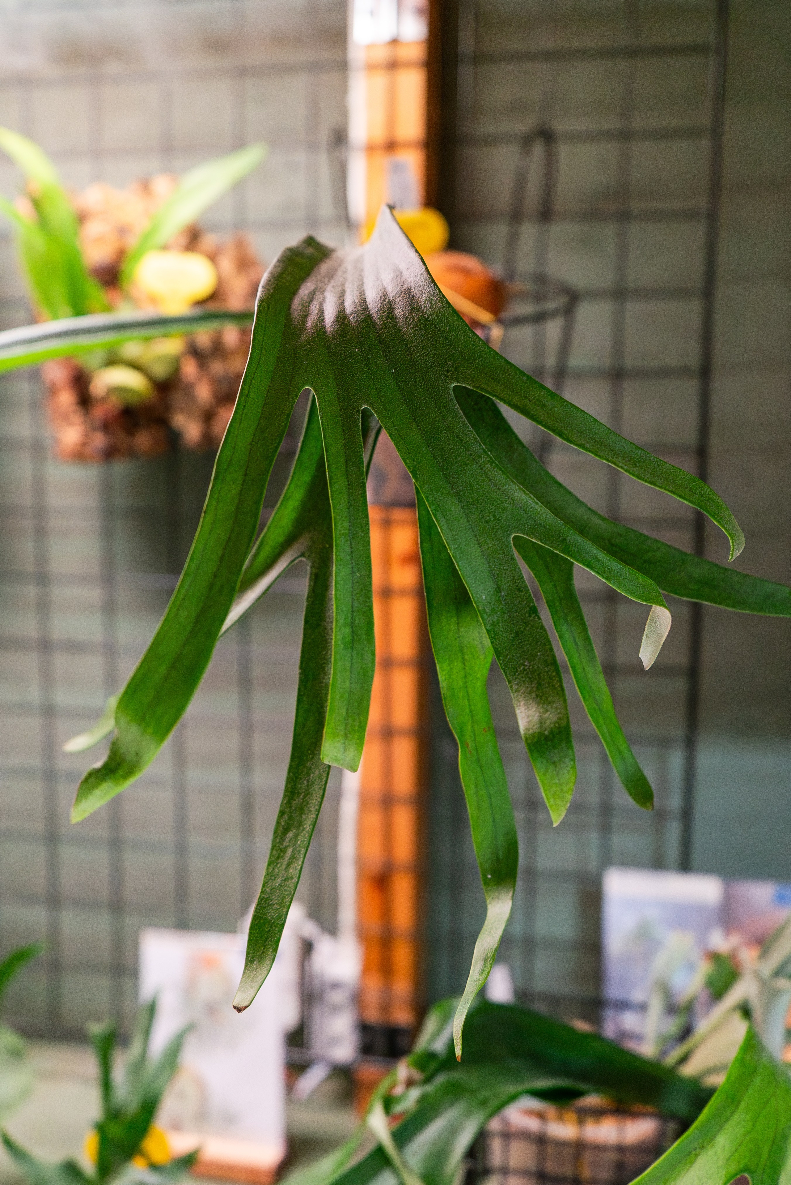 Make more plants. Александра Куликова фотограф, Москва