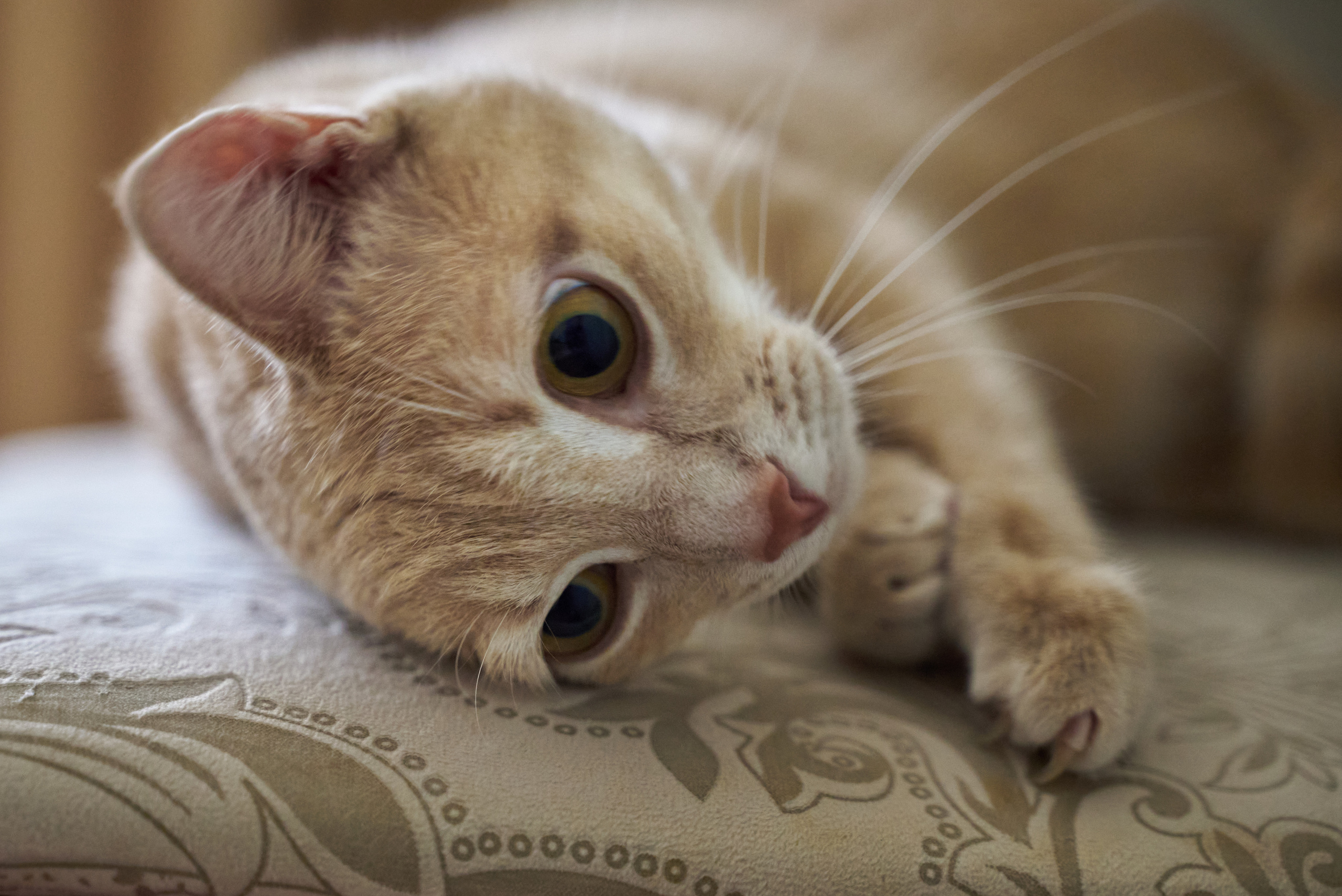 Анонс свадьбы Александра и Виктории. Профессиональный фотограф Старый Оскол, Губкин — свадьба, венчание, крещение, юбилей и день рождения