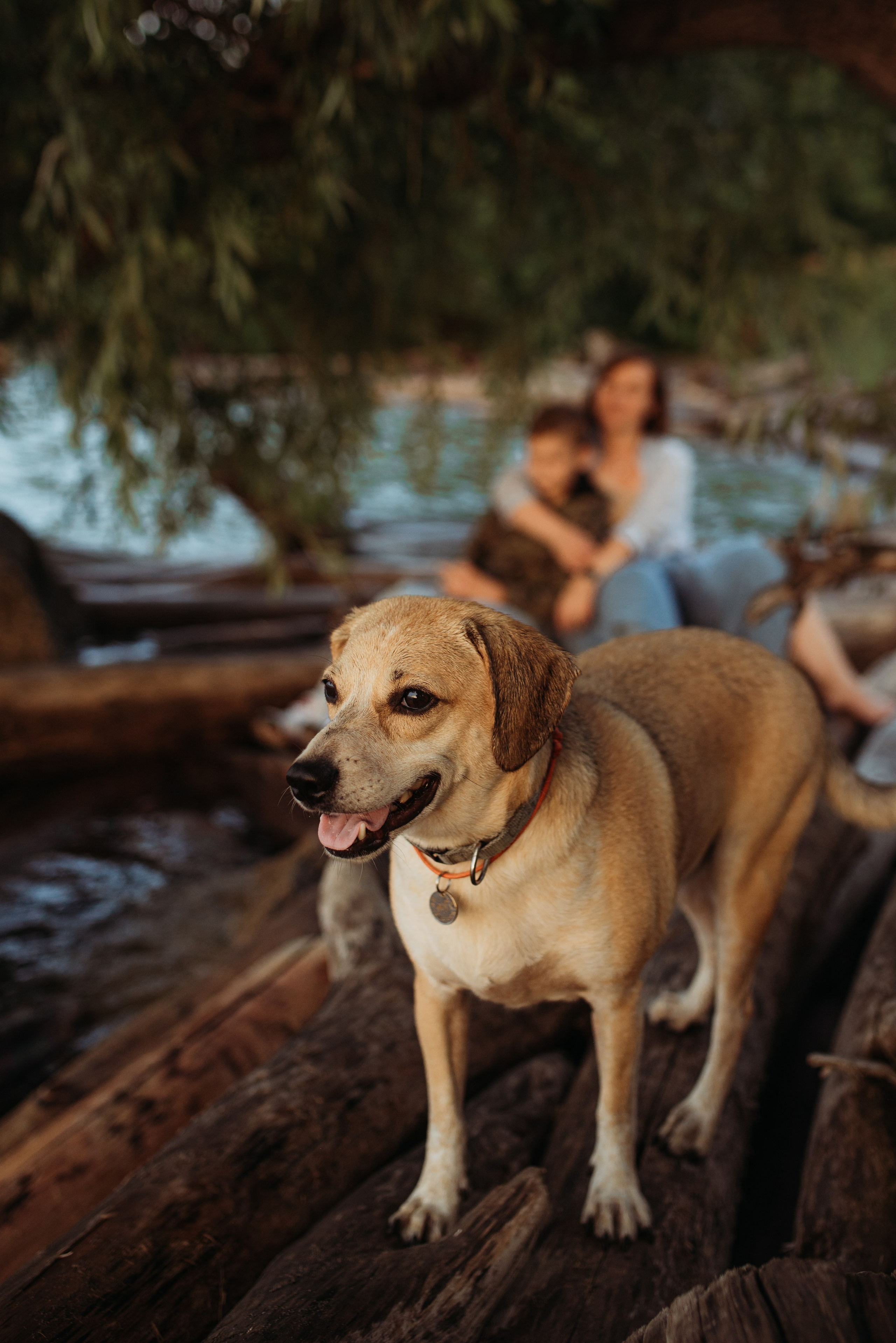 Даша, Самсон и Марсик. Семейный и детский фотограф в Новосибирске и Краснообске — Анна Ким