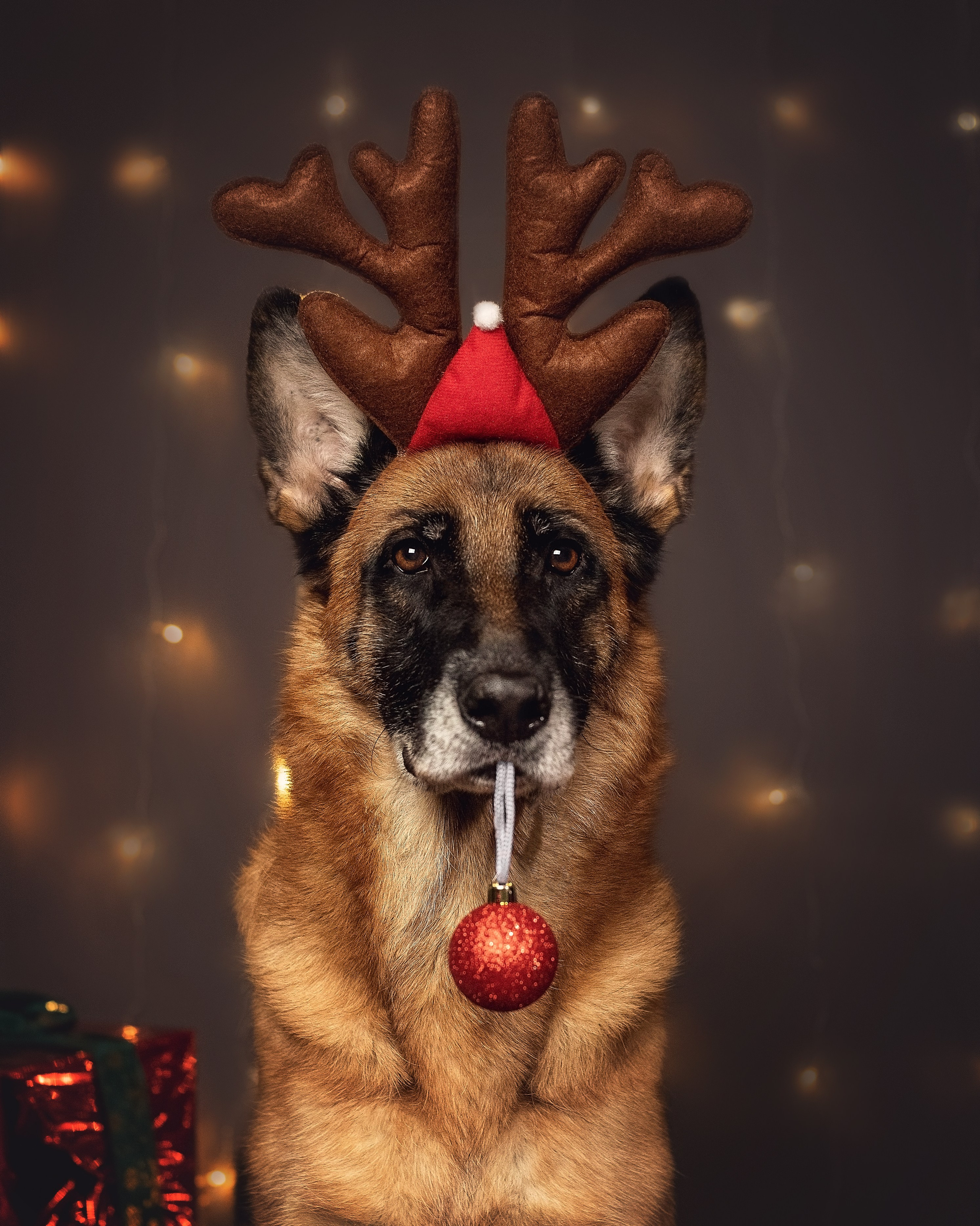 Новогодний. YULA KOLESOVA | Фотограф — Анималист | Художник | Тюмень