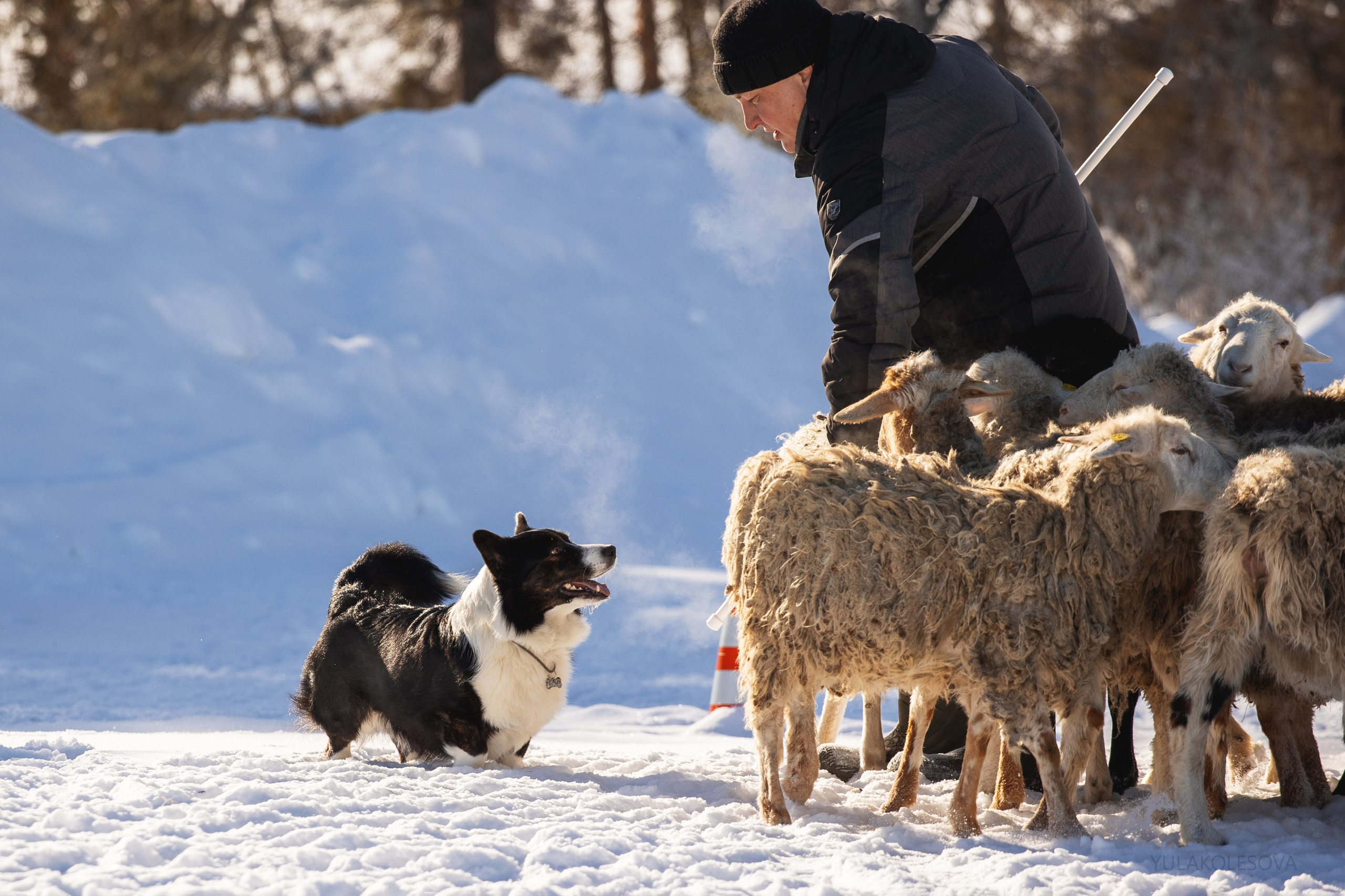 Коргитуса 2.03.2024. YULA KOLESOVA | Фотограф — Анималист | Художник | Тюмень