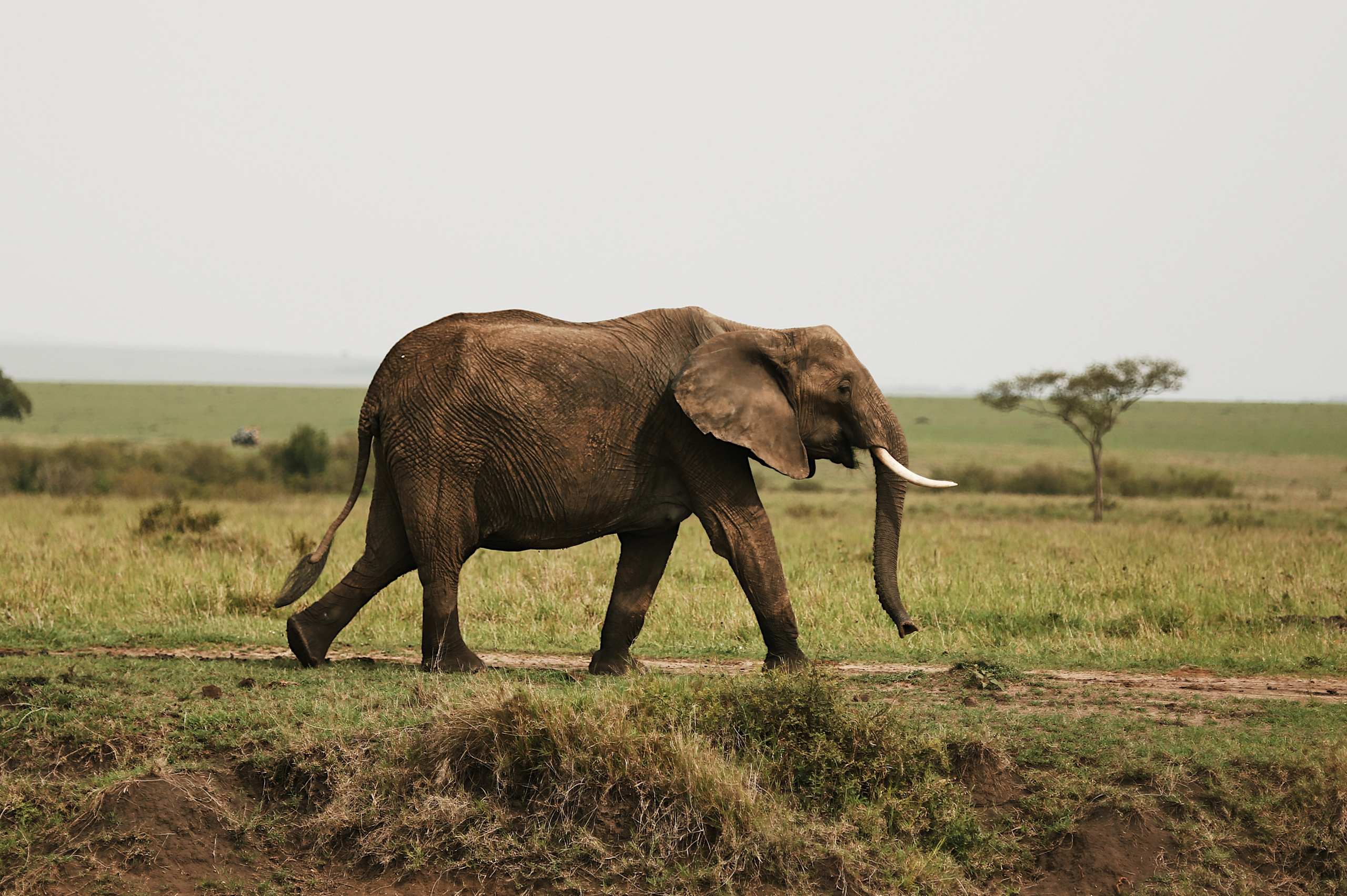 Kenya. Safari. Ekaterina Buneeva Photography