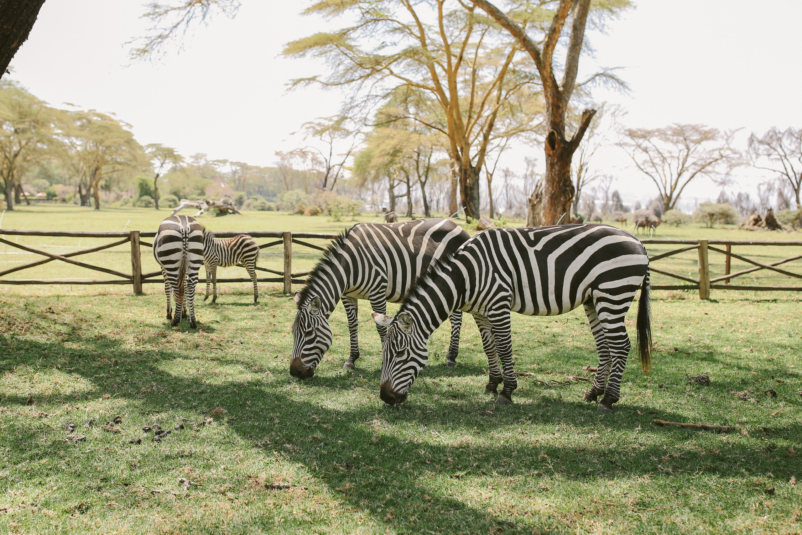 Kenya. Safari. Ekaterina Buneeva Photography