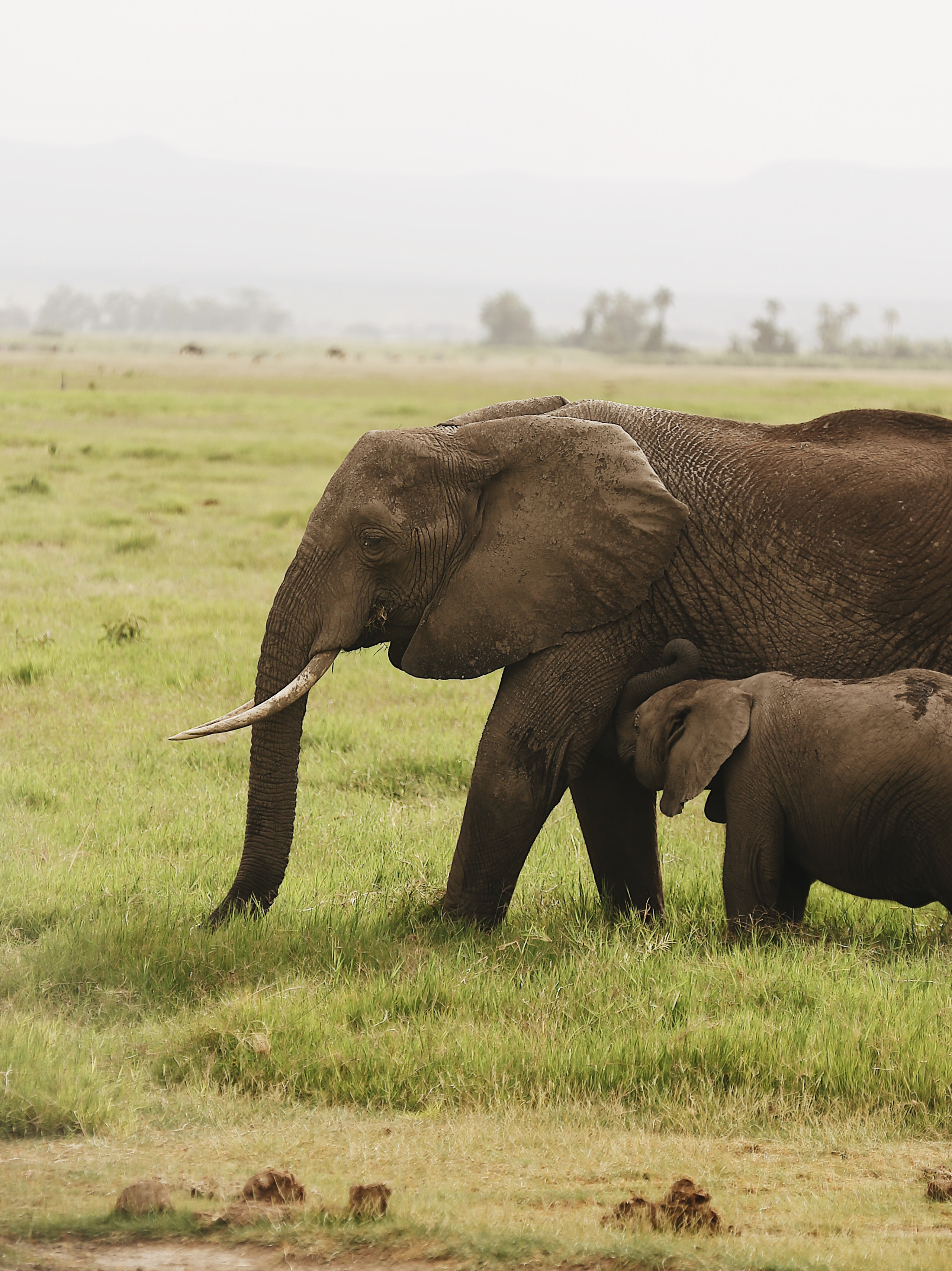 Kenya. Safari. Ekaterina Buneeva Photography