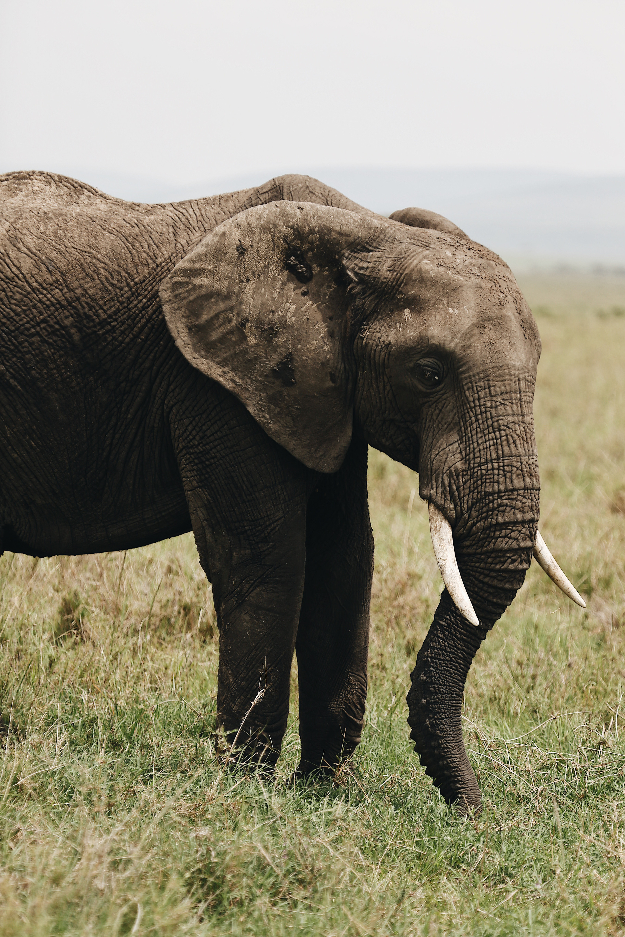 Kenya. Safari. Ekaterina Buneeva Photography