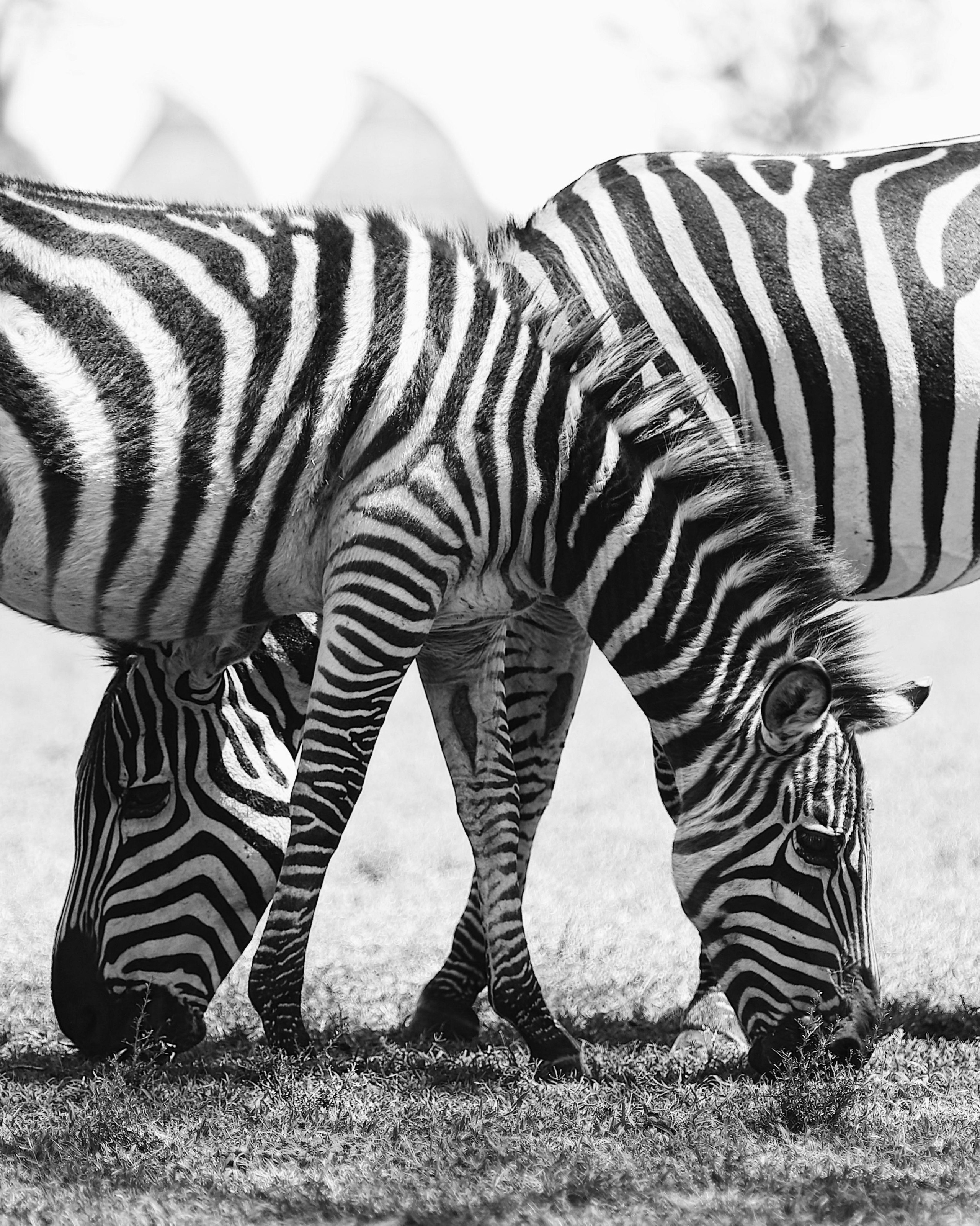 Kenya. Safari. Ekaterina Buneeva Photography