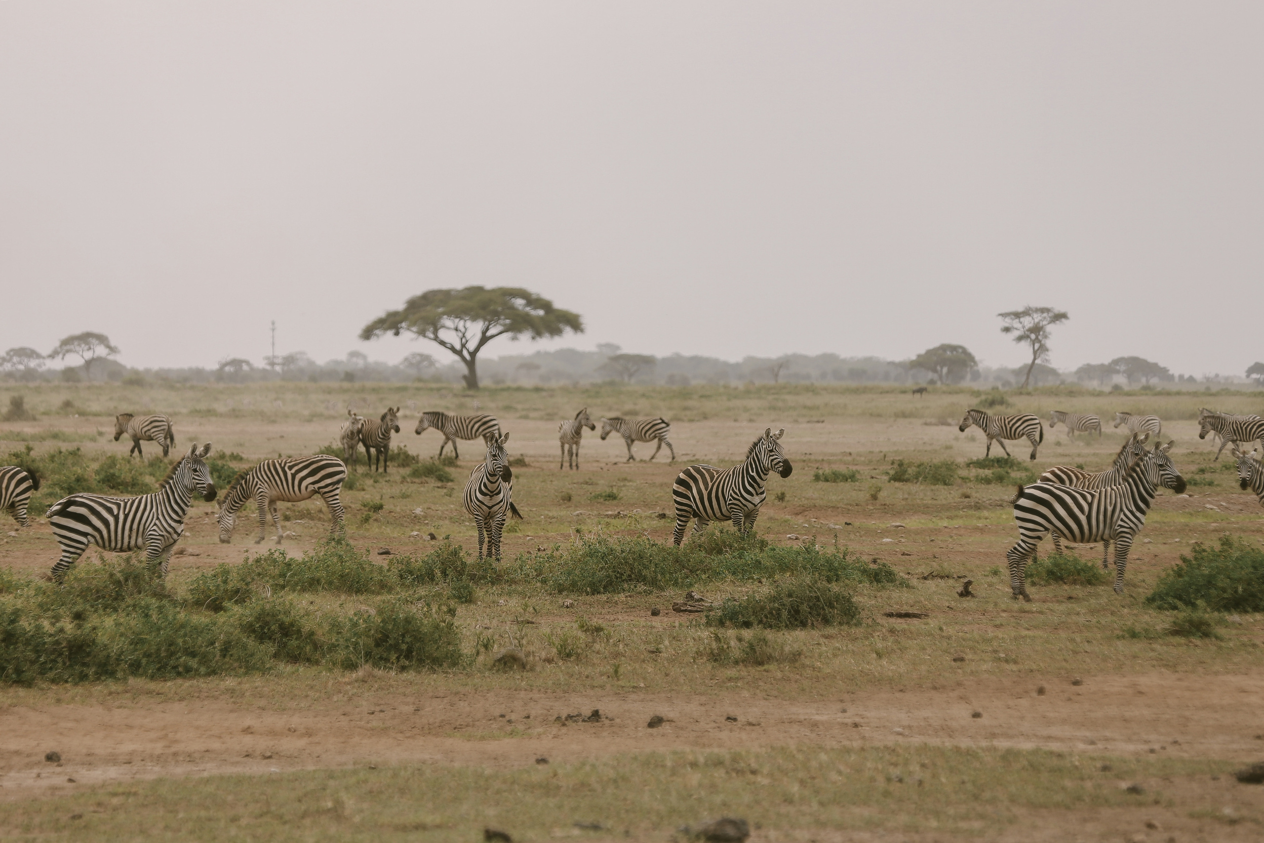 Kenya. Safari. Ekaterina Buneeva Photography