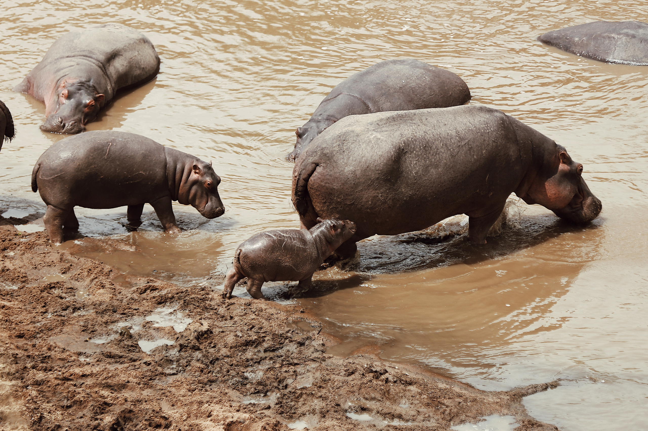 Kenya. Safari. Ekaterina Buneeva Photography