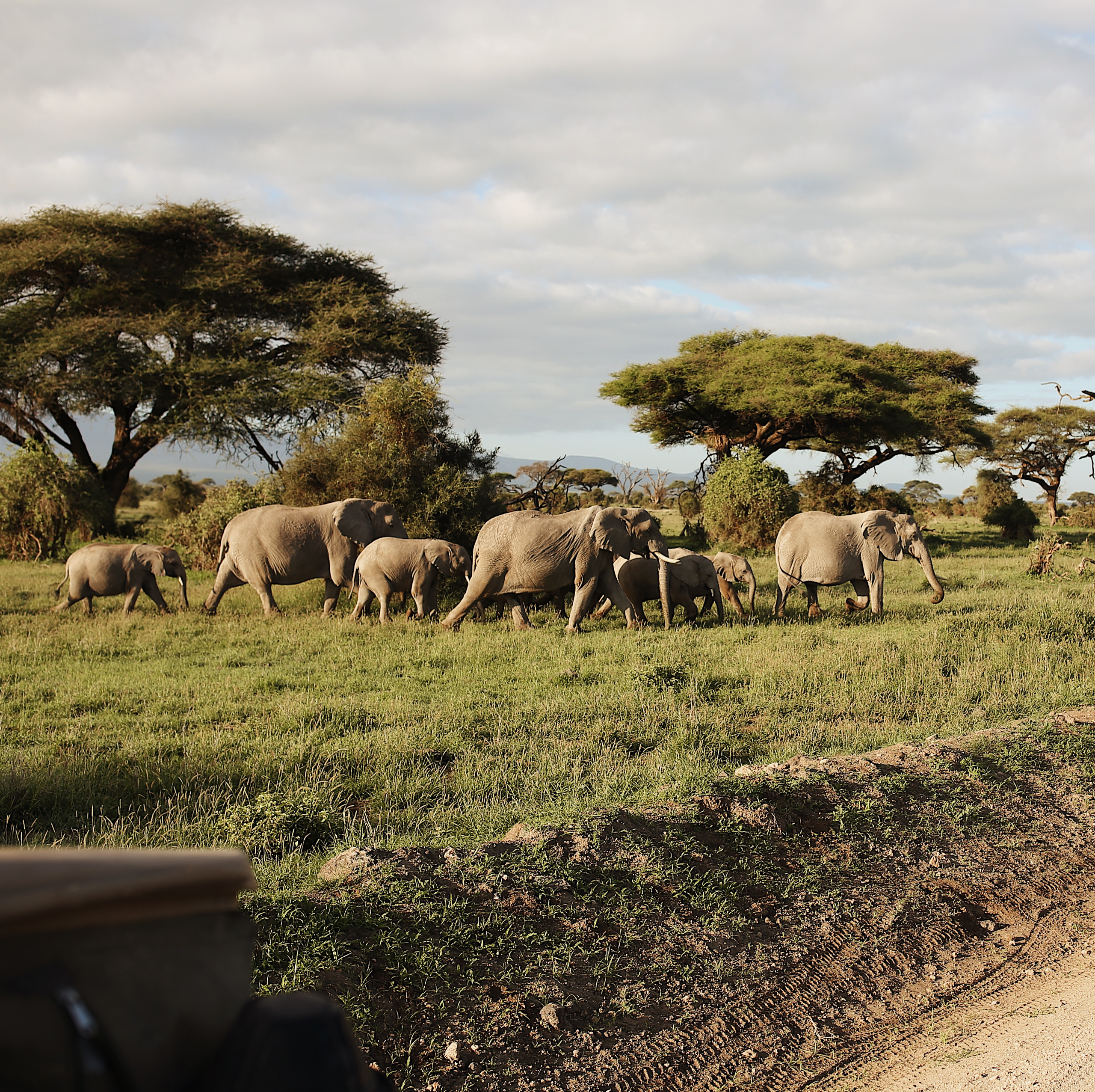 Kenya. Safari. Ekaterina Buneeva Photography