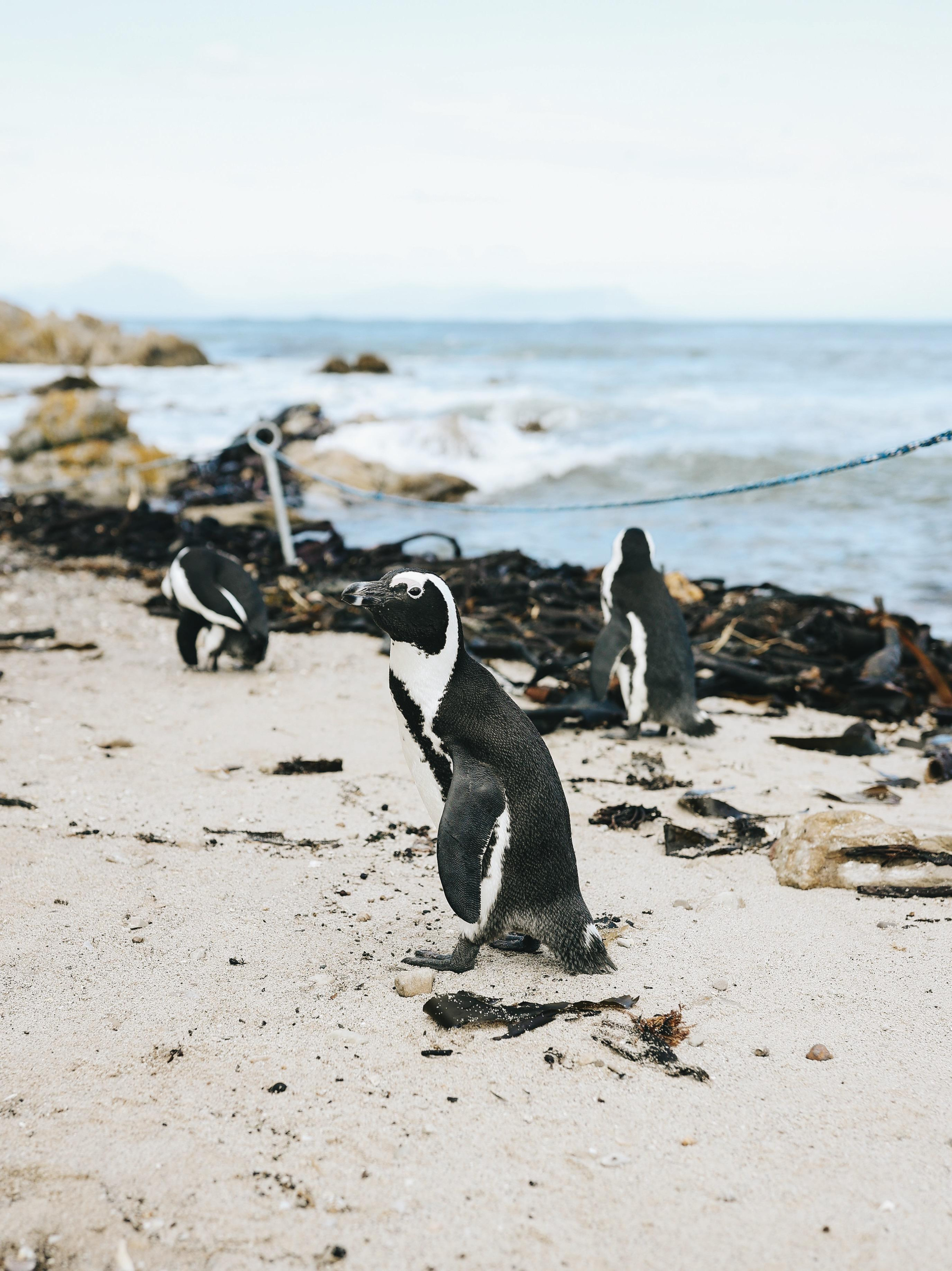 South Africa. Ekaterina Buneeva Photography