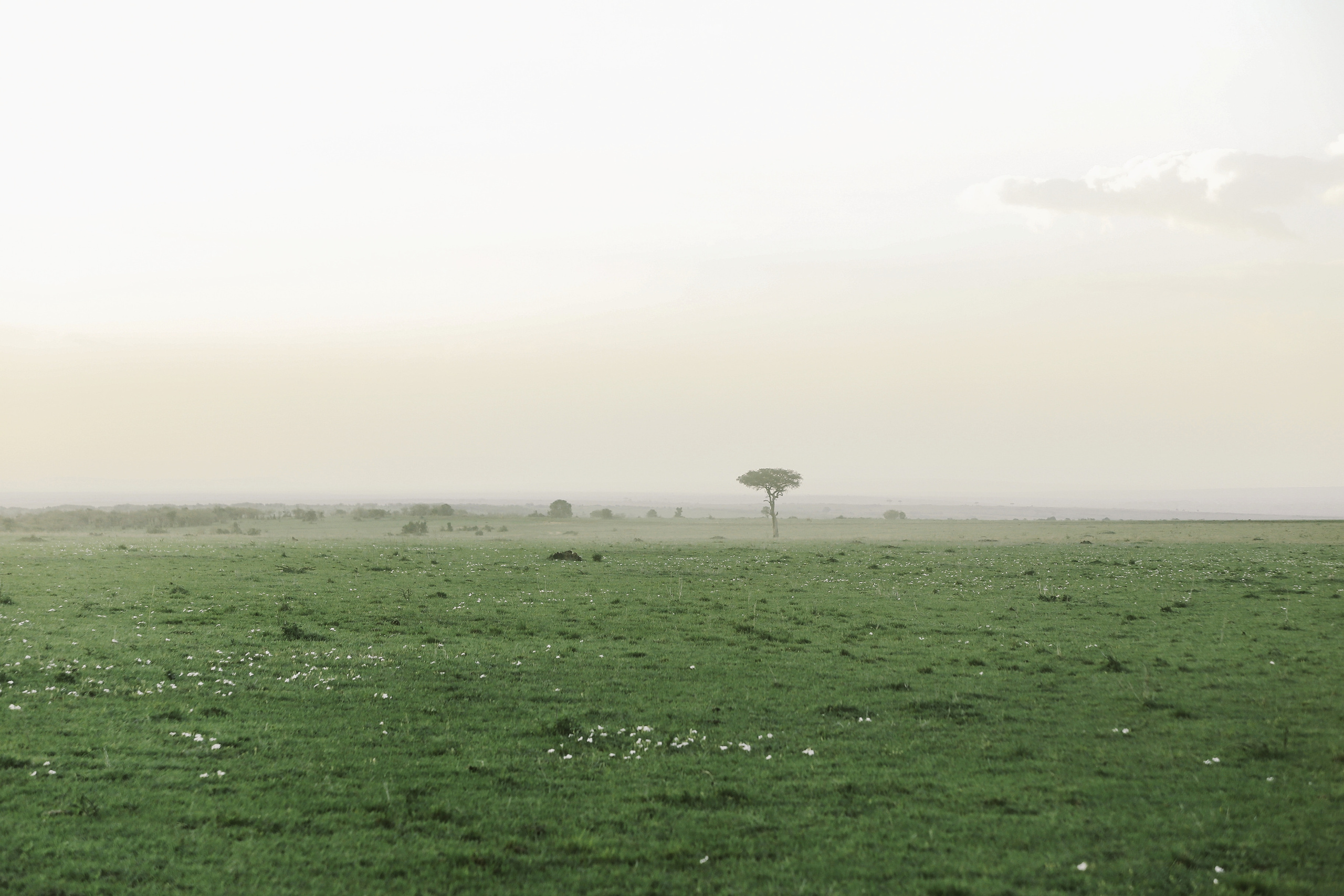 Kenya. Safari. Ekaterina Buneeva Photography