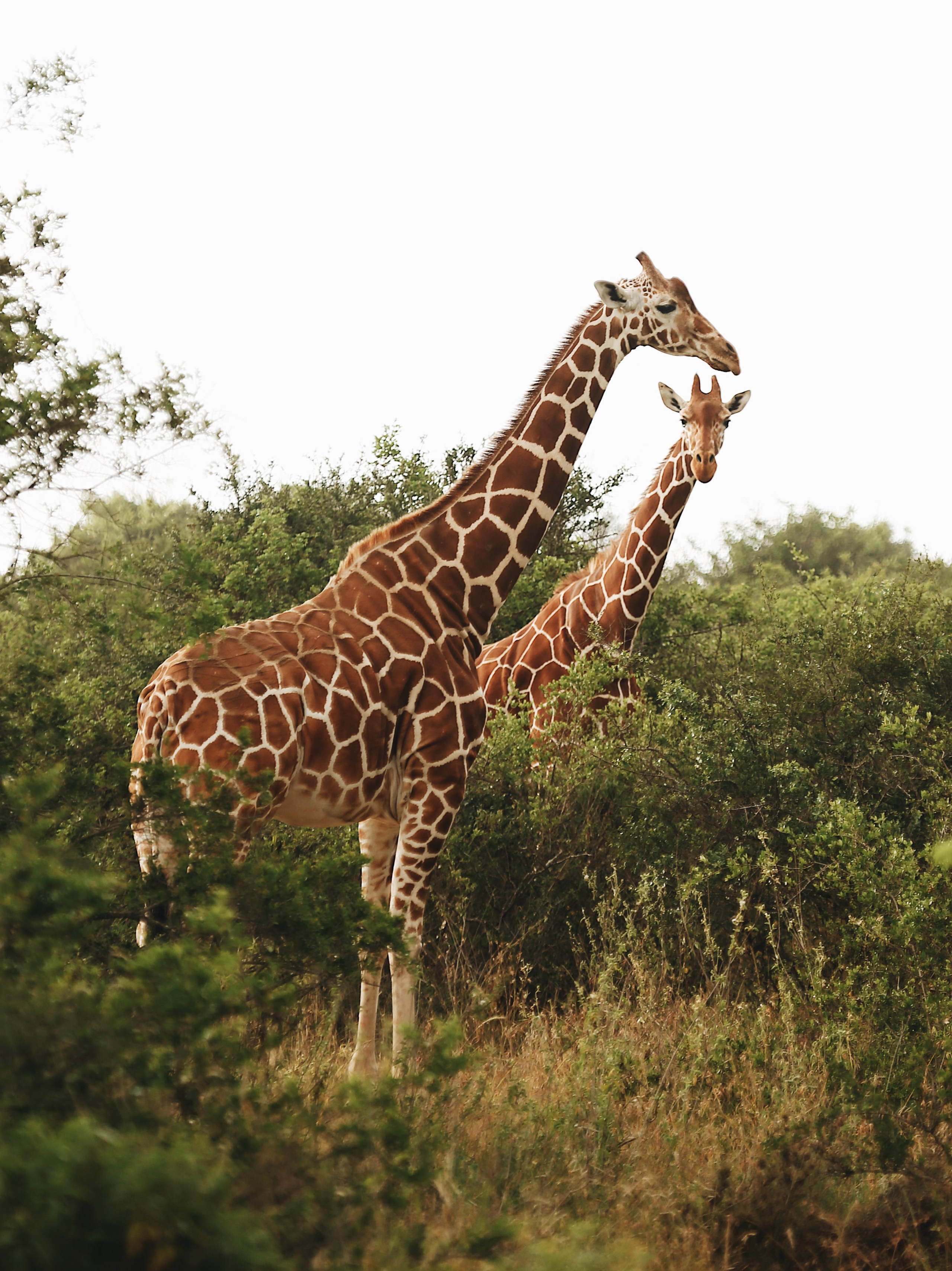 Kenya. Safari. Ekaterina Buneeva Photography