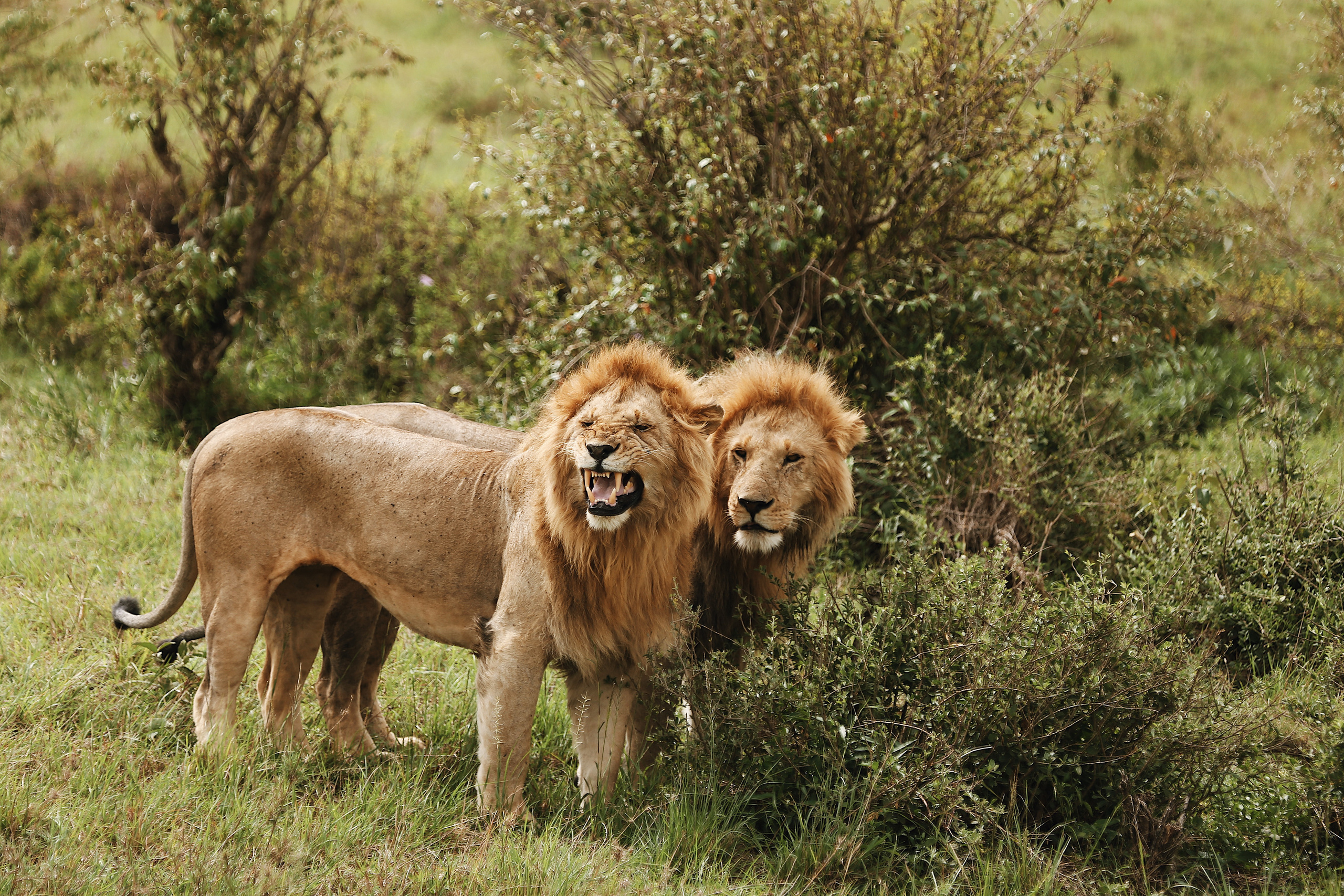 Kenya. Safari. Ekaterina Buneeva Photography