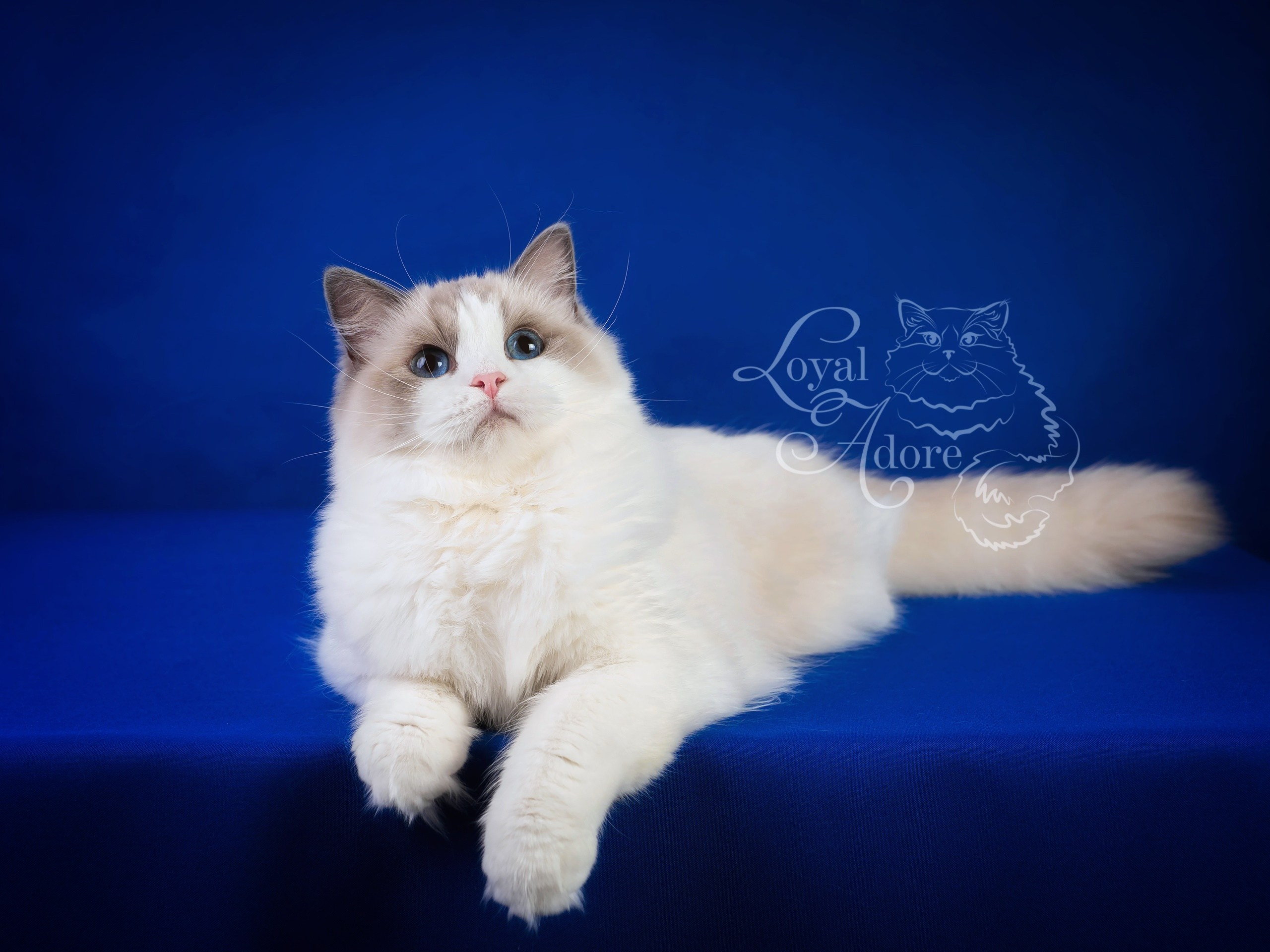 Кошки производители Loyal Adore. Питомник рэгдолл Loyal Adore