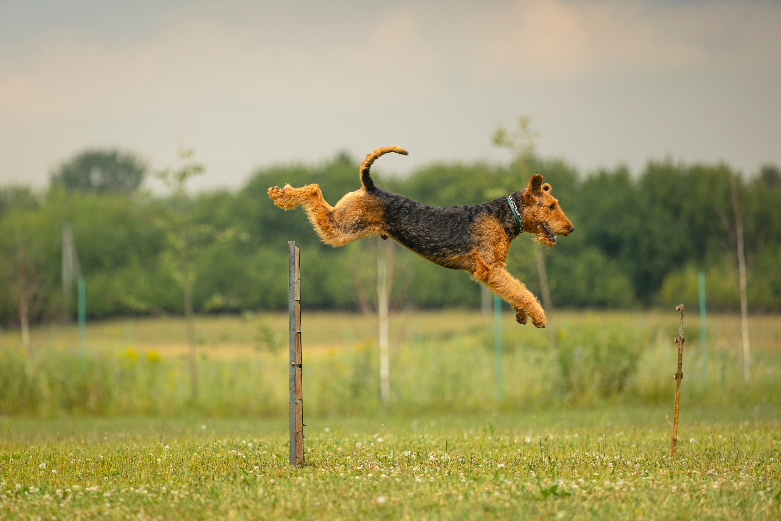 ЗКС. Фотограф анималист, семейный фотограф, фотограф собак Комратова Мария. г. Москва