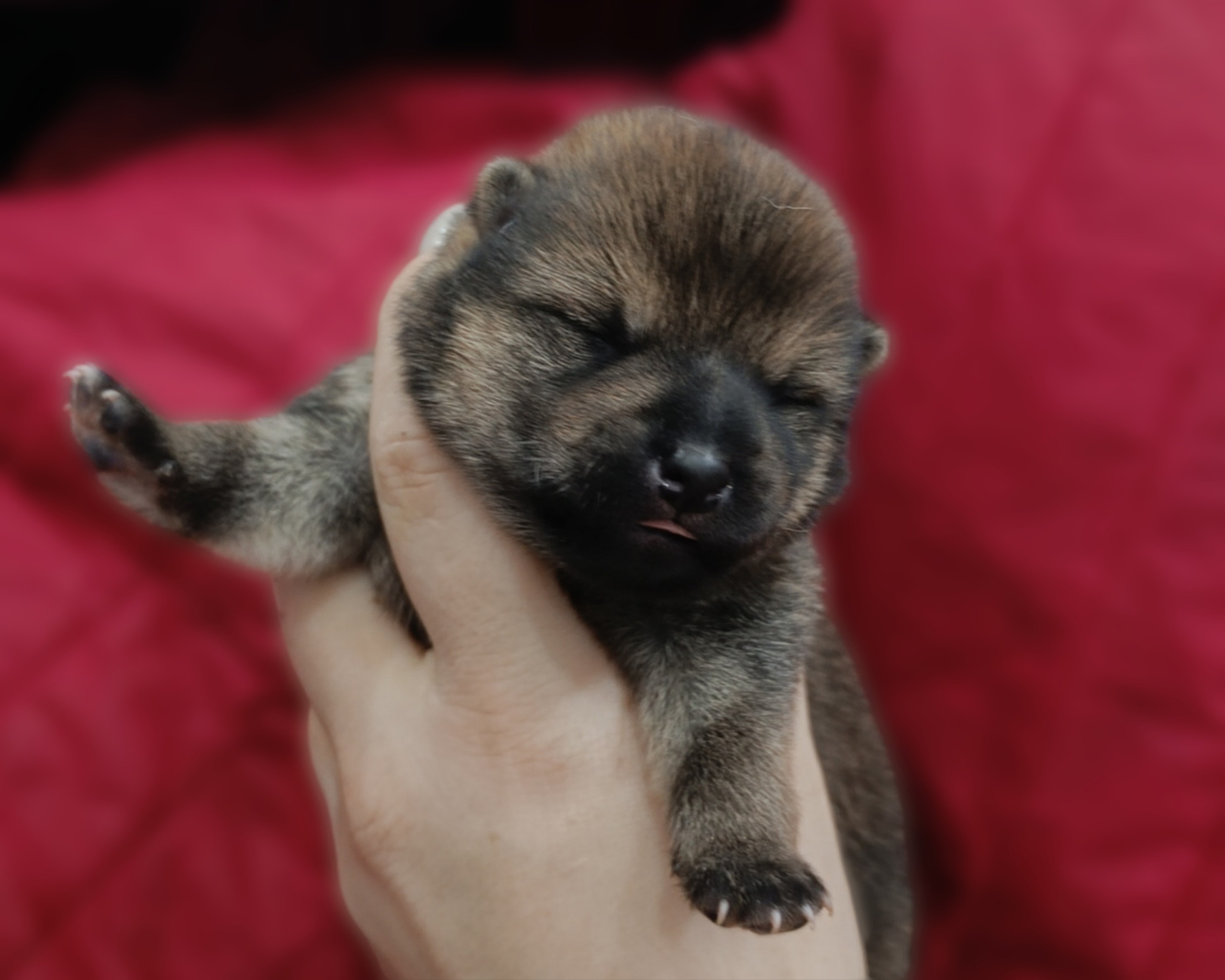 сиба питомник Рубилайт щенки на продажу rubylight  сиба щенки купить СПб Санкт-Петербург 