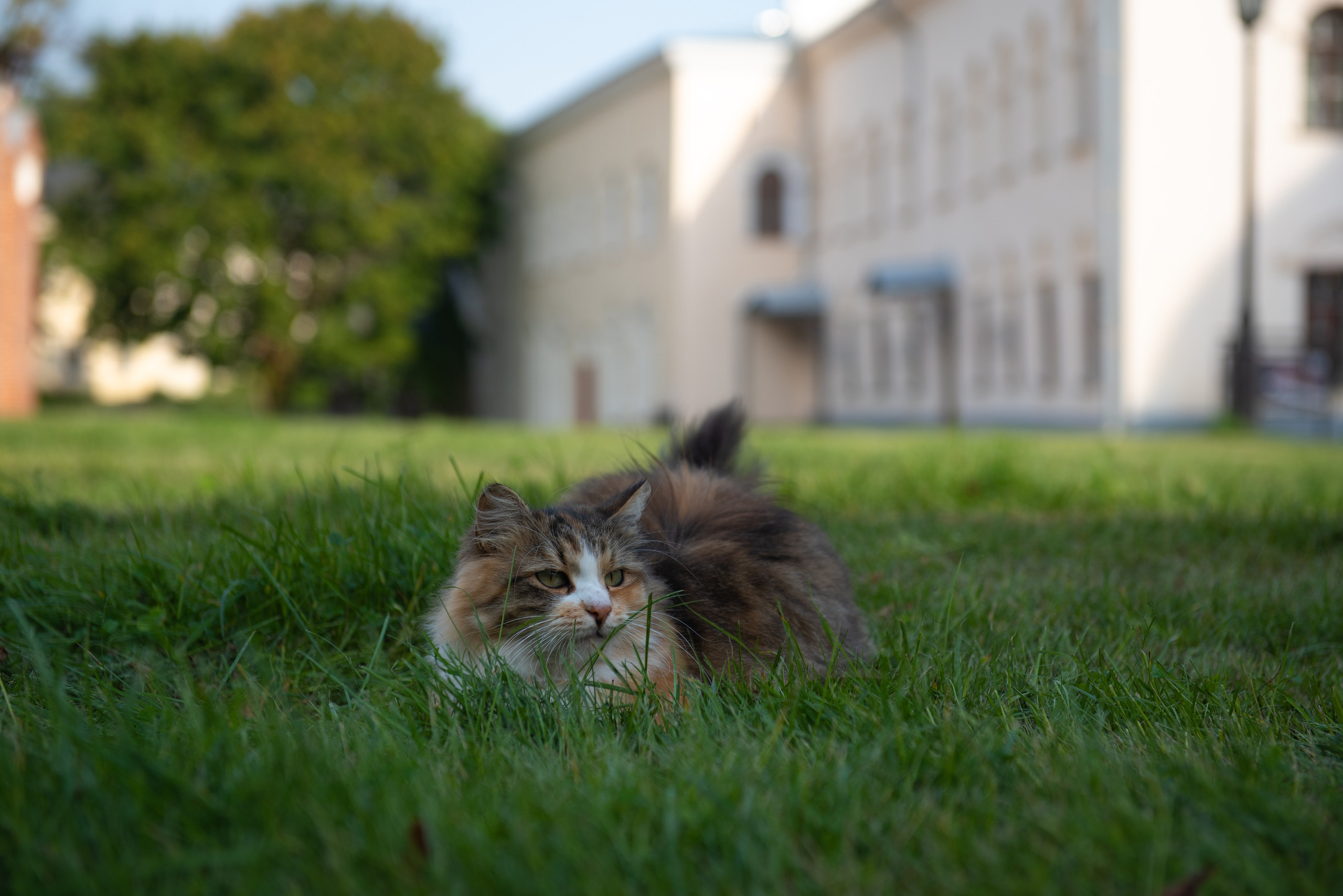 Великий Новгород. Портретный и архитектурный фотограф в Москве и Санкт-Петербурге