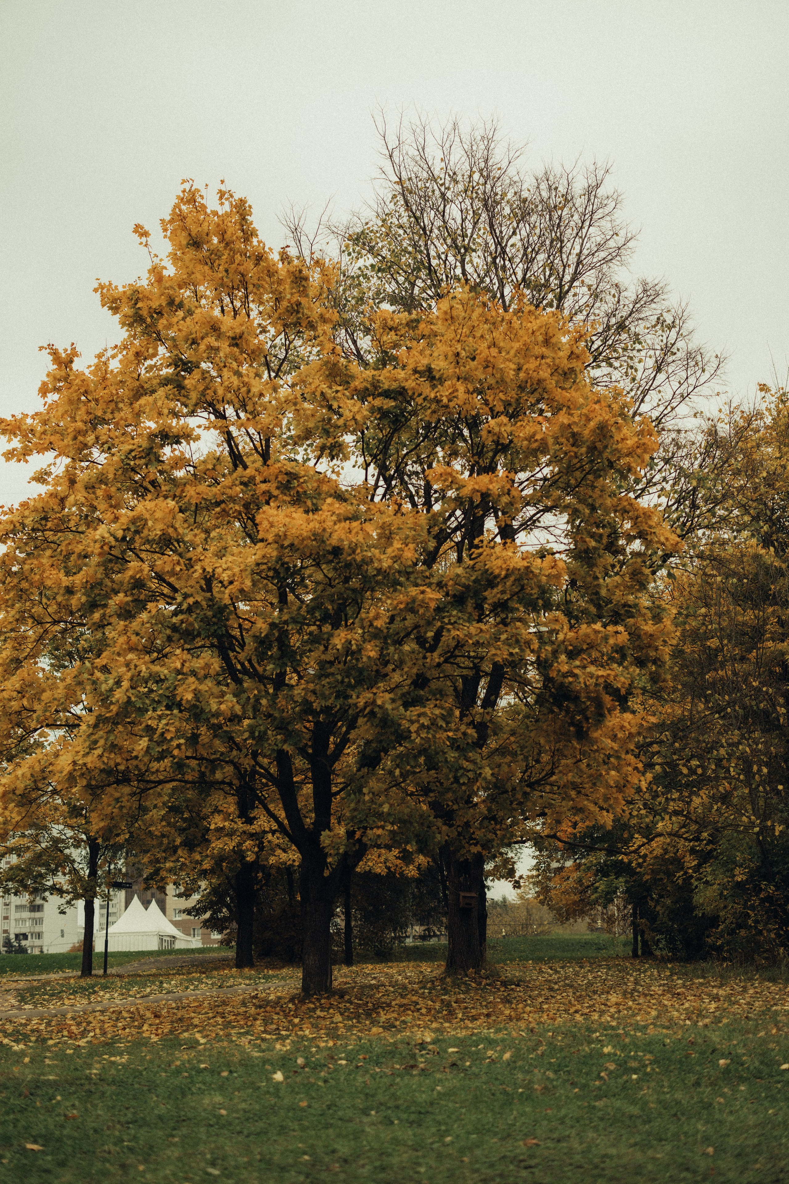 Света, Дима, Сара, Лев. Семейный фотограф Оля Гладченко